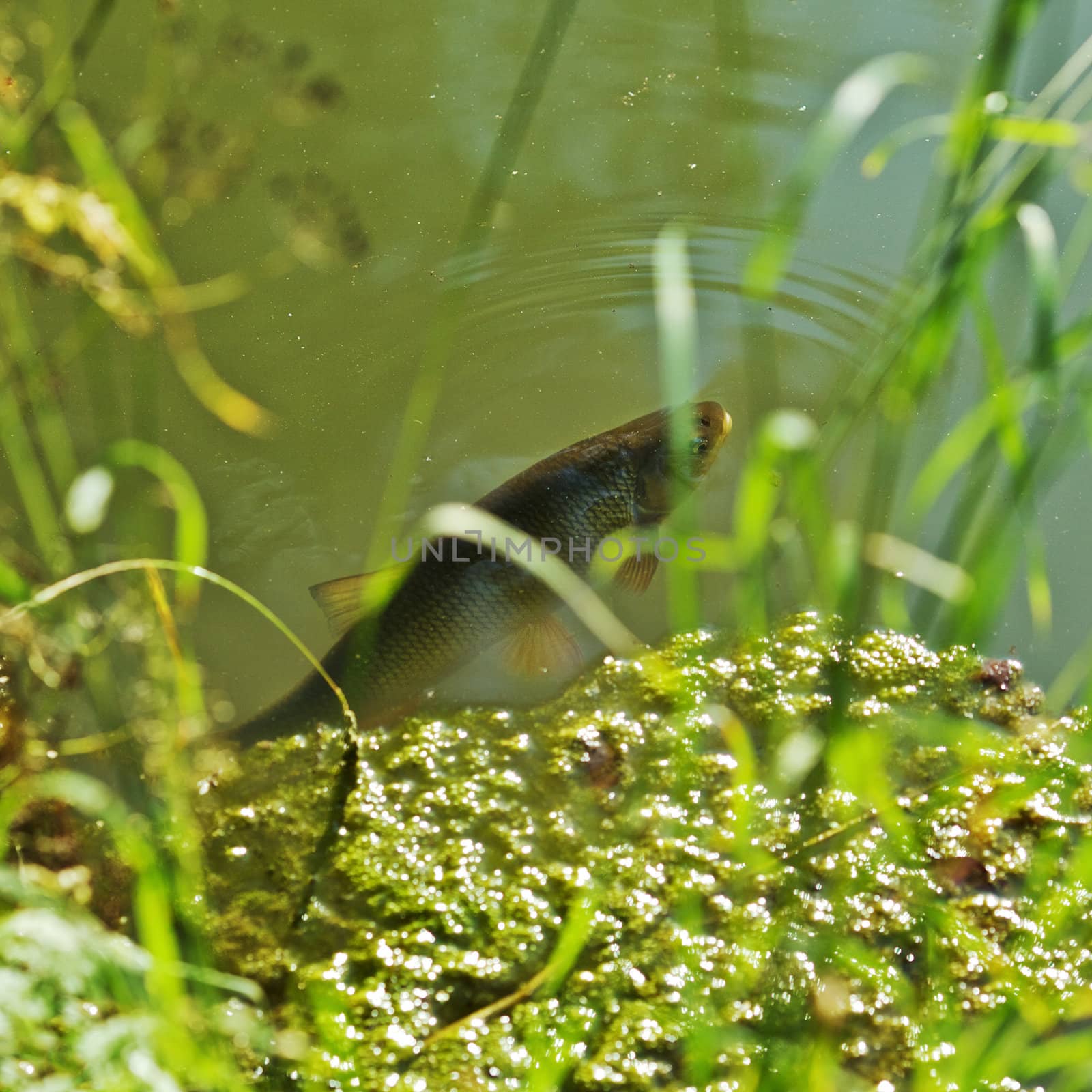 Singing carp fish coming out of the water by petr_malyshev