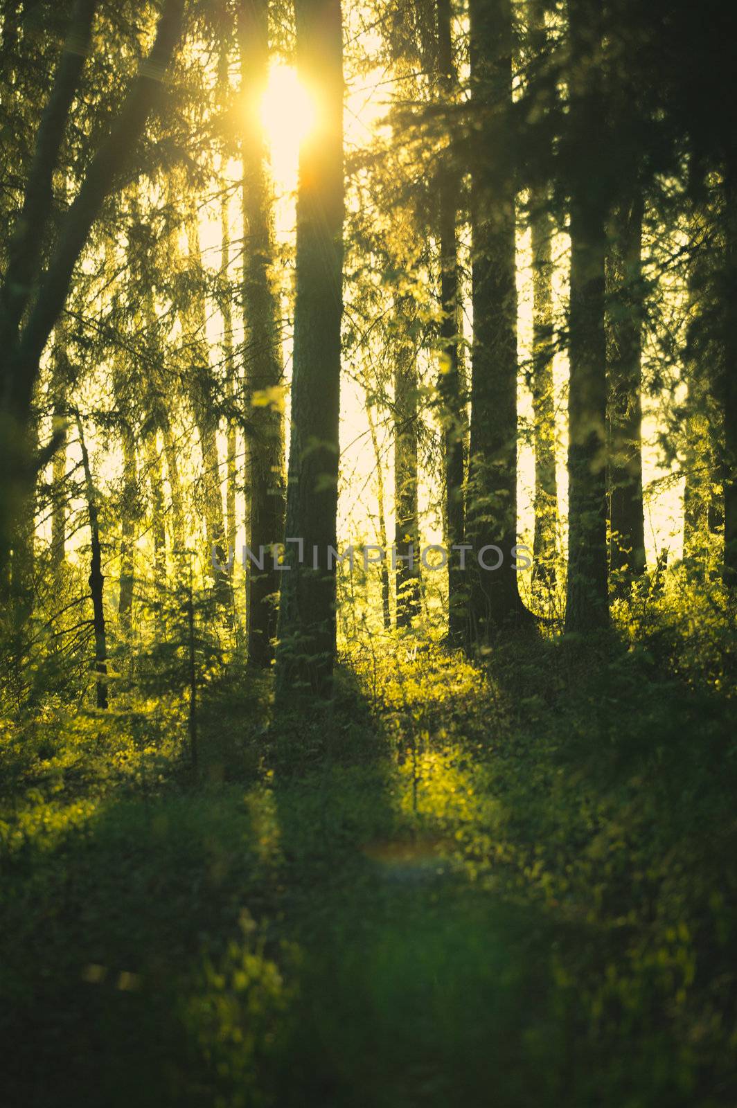 Sunshine in Forest by petr_malyshev