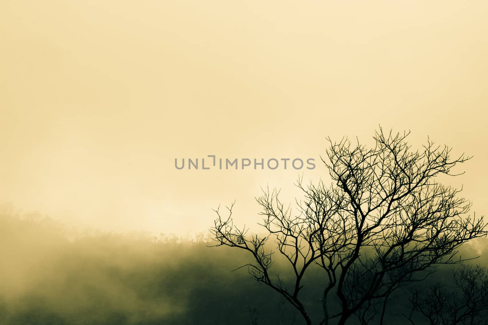 Tree Branch in The Foggy area of volcanic crater lake