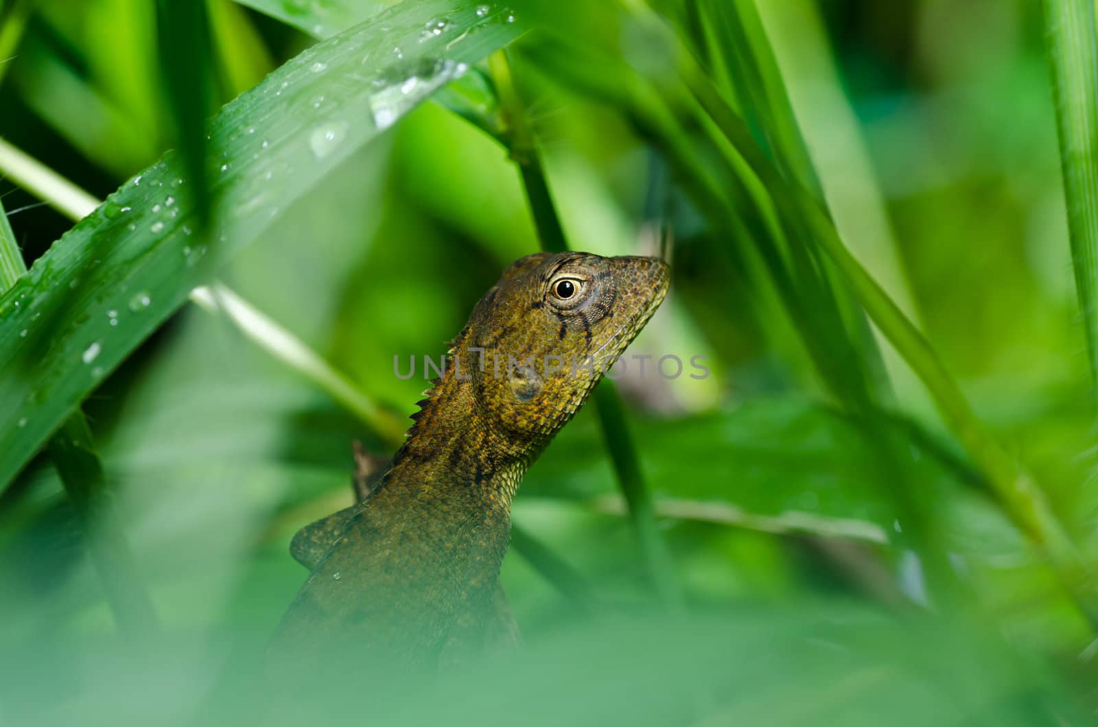 Lizard in green nature or in park or in the garden