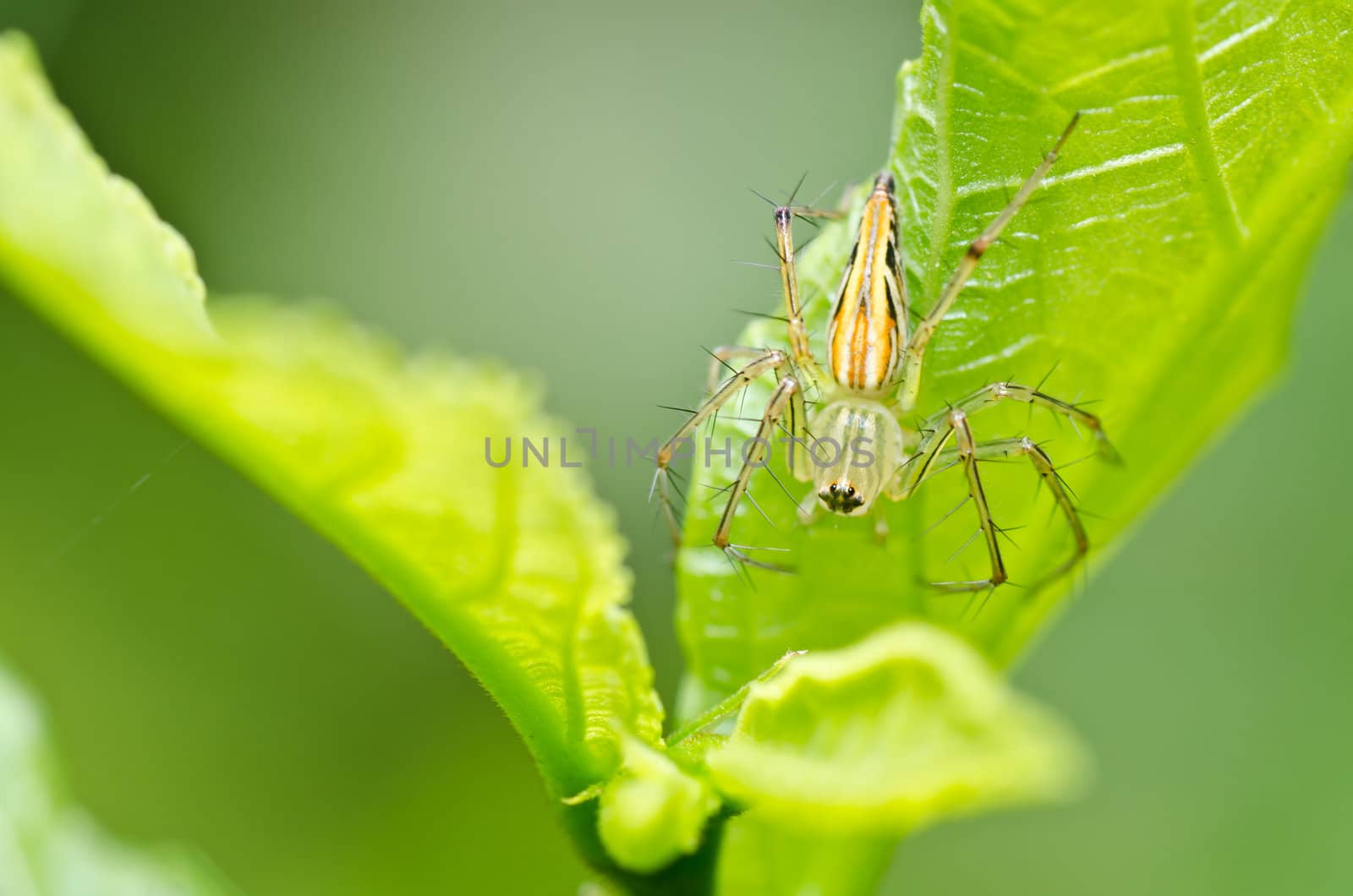 long legs spider in green nature or the garden