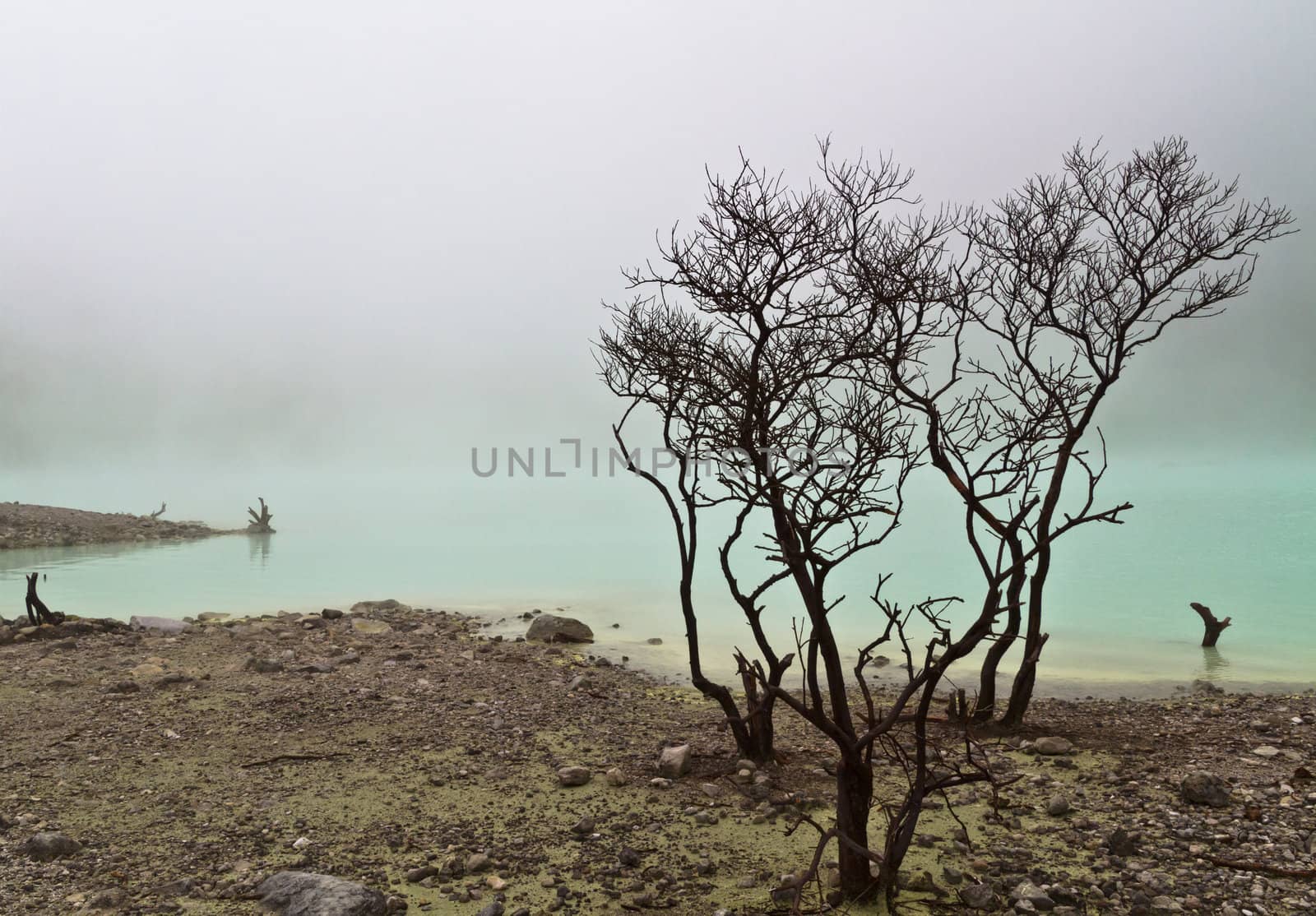 dead trees at the edge of volcanic crater lake of Kawah Putih, Bandung Indonesia