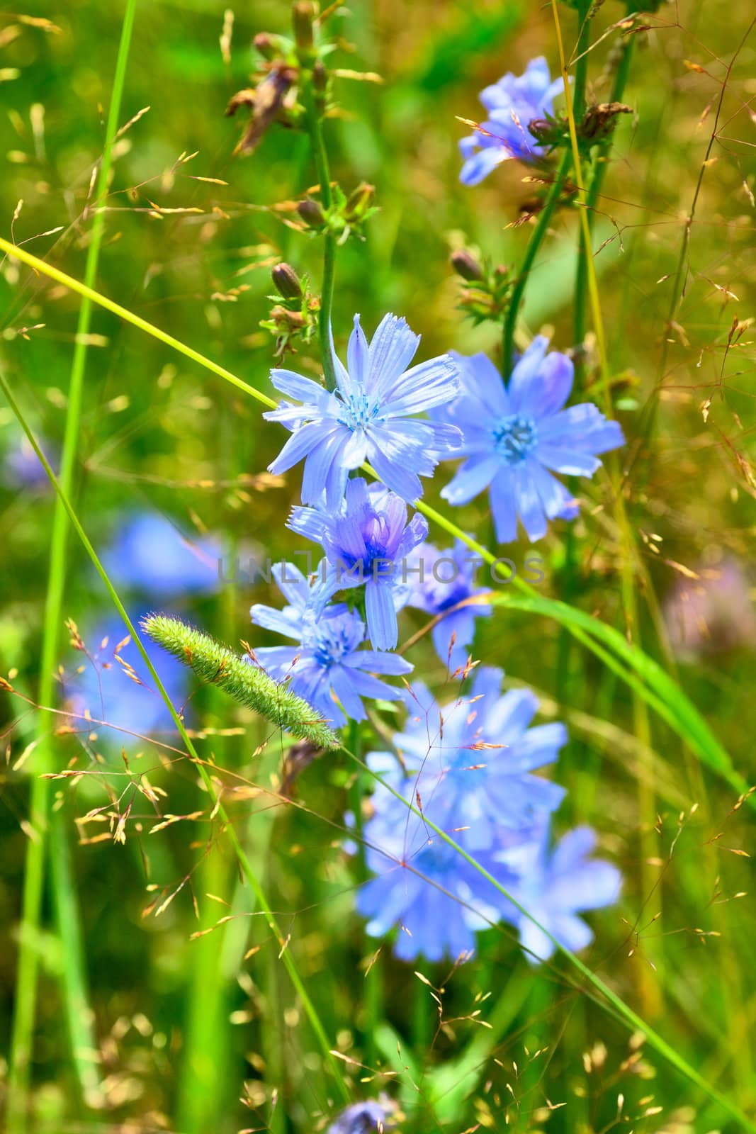 blue flowers in grass at sunny summer day