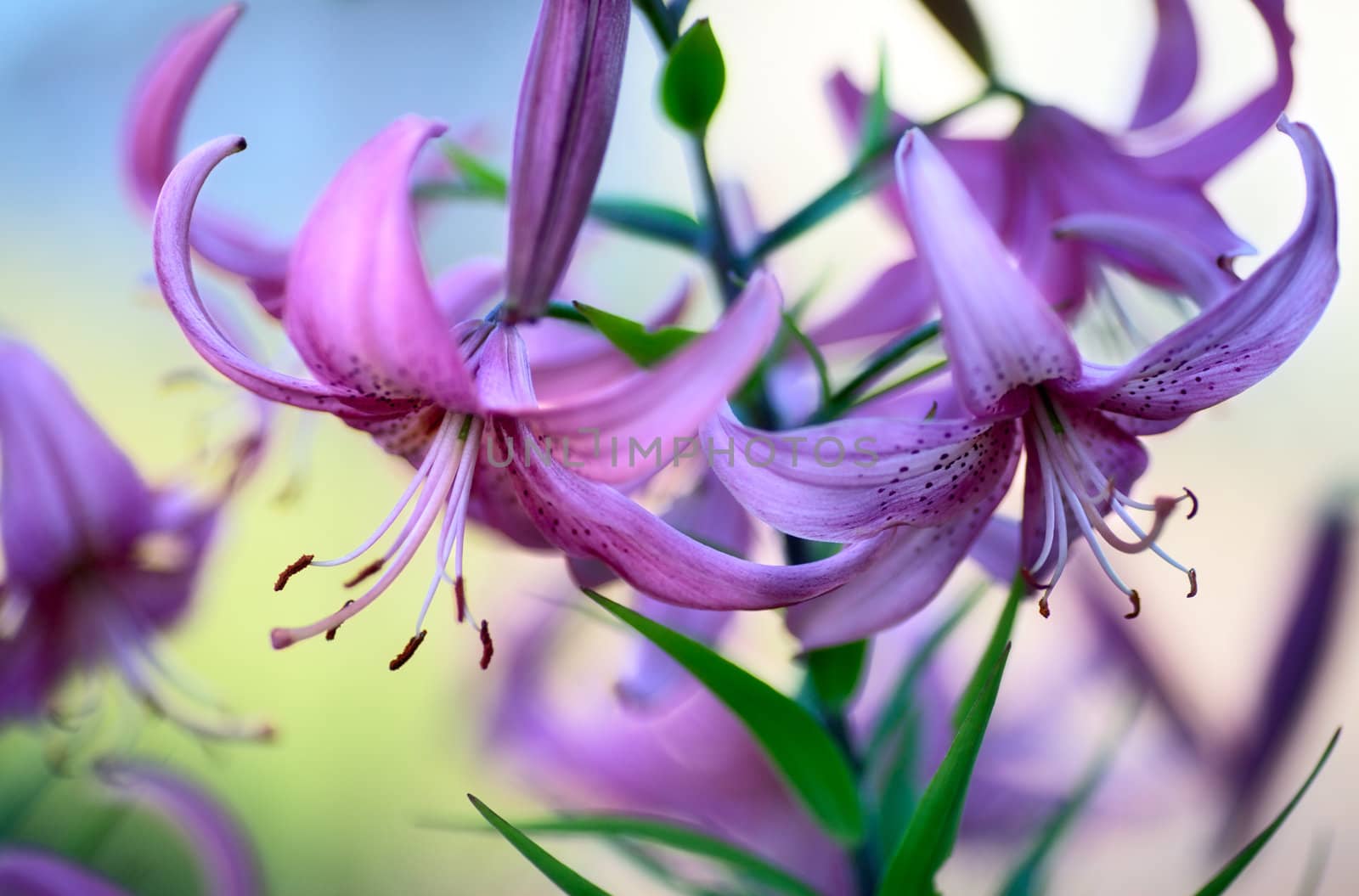 beautiful purple lilies in garden, close up