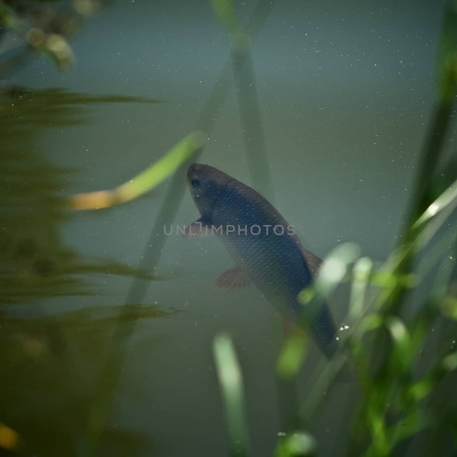 carp fish in water of small pond