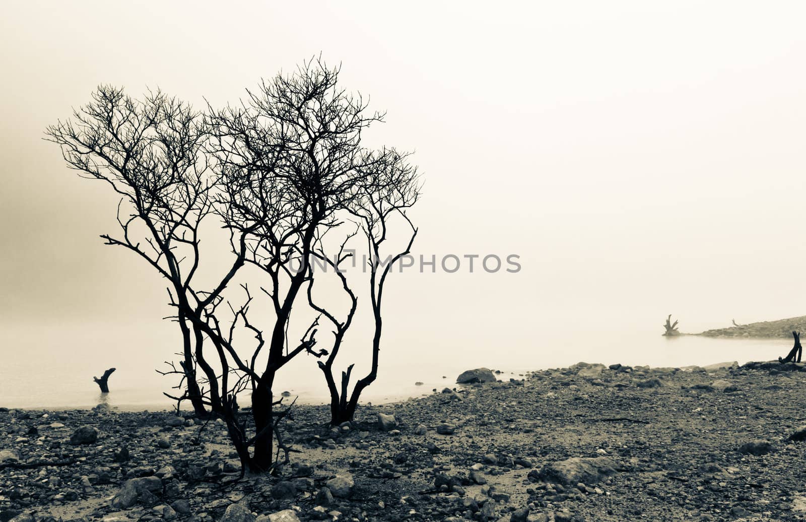 dead trees at the edge of volcanic crater lake of Kawah Putih, Bandung Indonesia in splitted tone