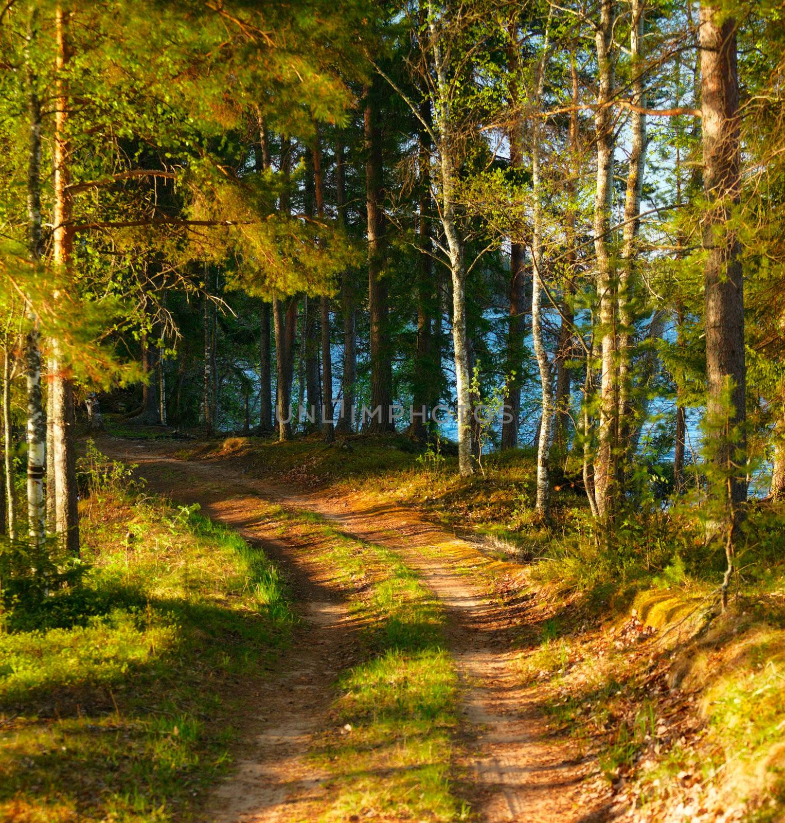 road in pine forest with morning sunbeams