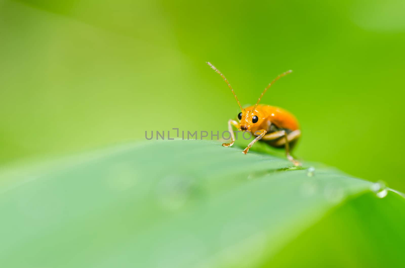 orange beetle in green nature or the garden