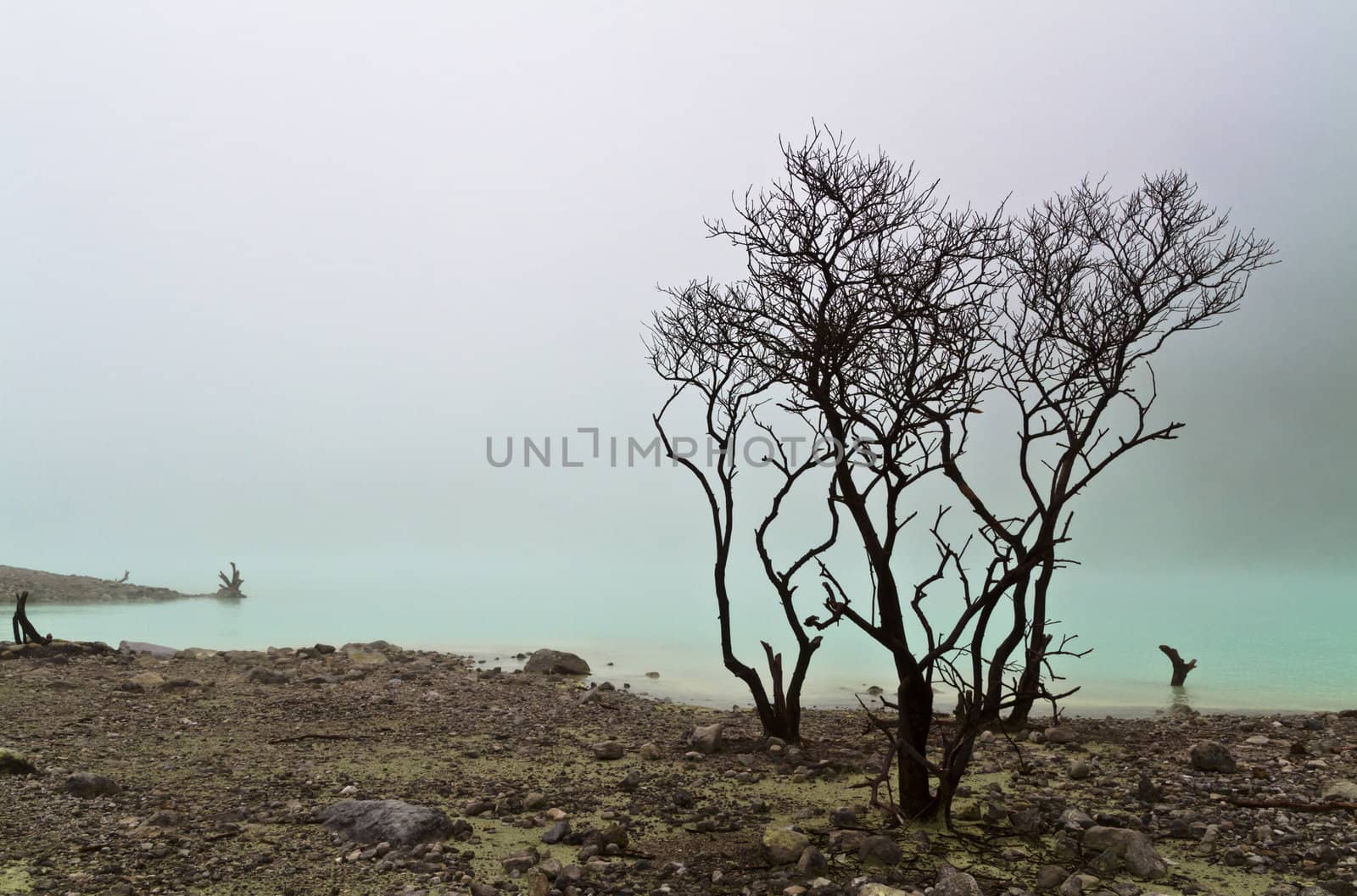 dead trees a tthe edge of volcanic crater lake of Kawah Putih, Bandung Indonesia
