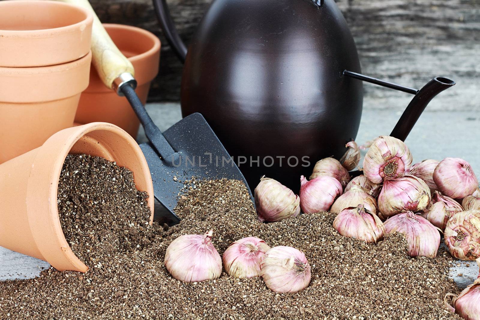 Rustic table with flower pots, potting soil, trowel, watering can and flower corms or bulbs. 