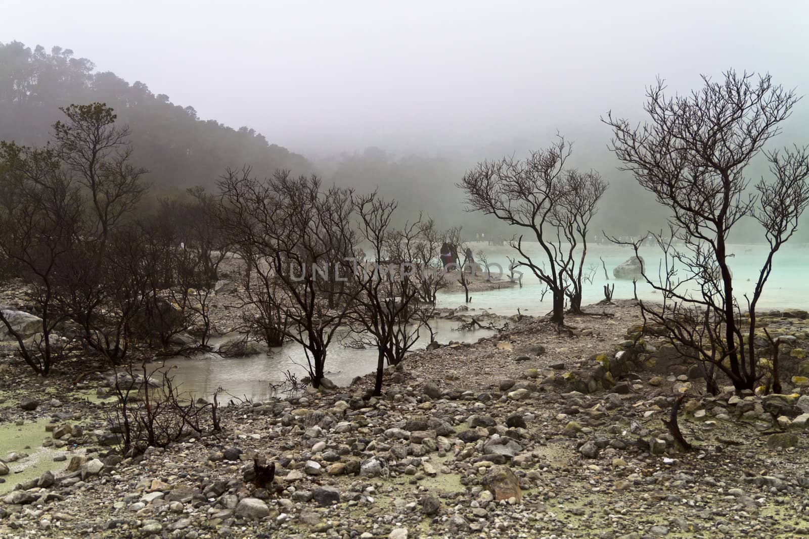 rows of dead trees atthe edge of volcanic crater lake of Kawah Putih, Bandung Indonesia