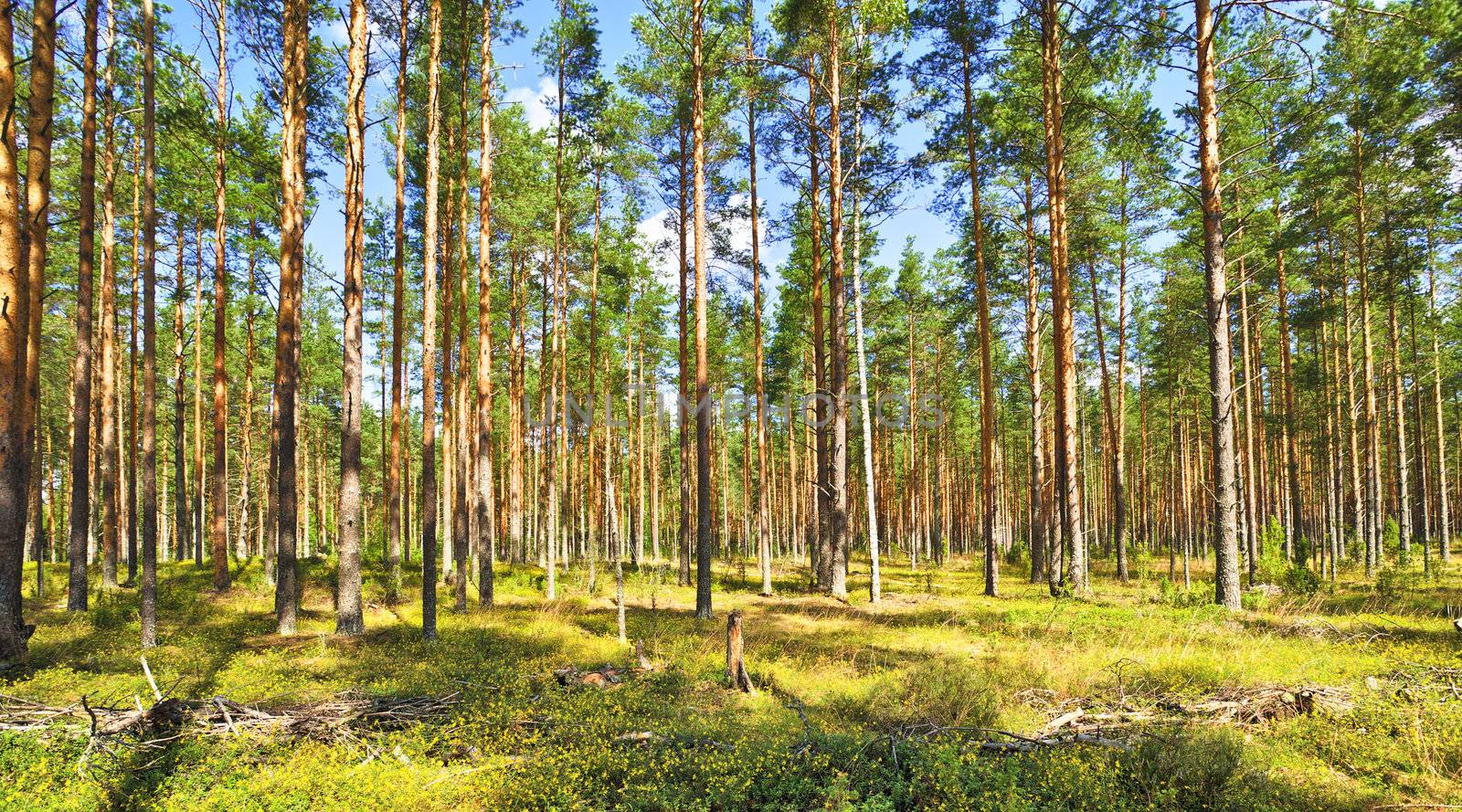 Pine Forest by petr_malyshev