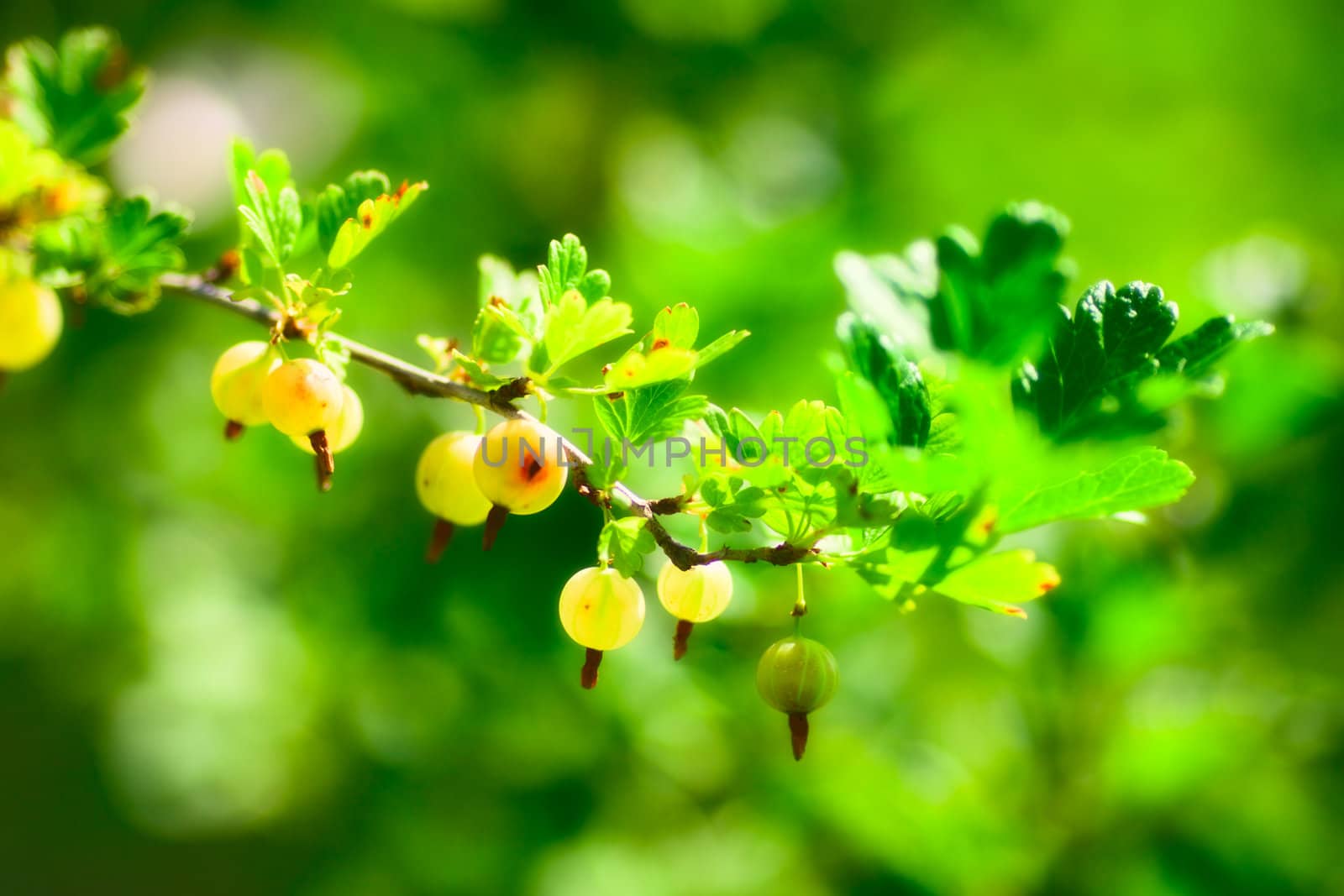 bunch of ripe gooseberries at summer day