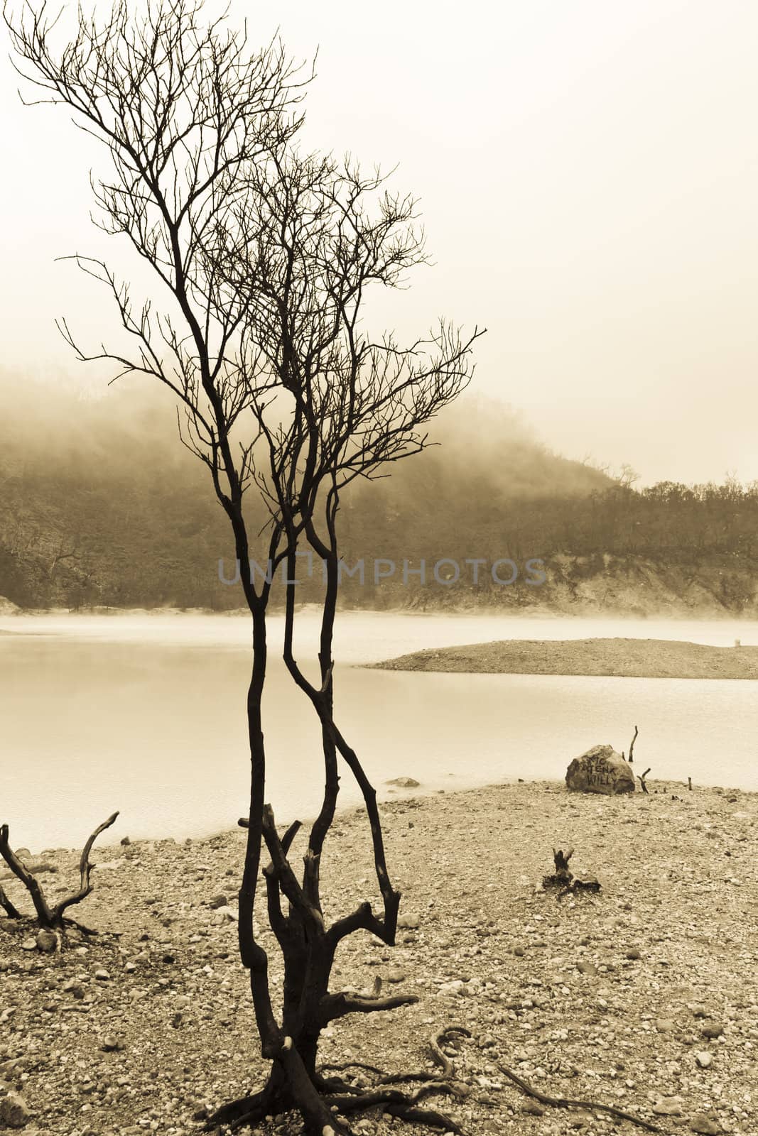 dead tree atthe edge of volcaniccrater lake of Kawah Putih, Bandung Indonesia splitted toned