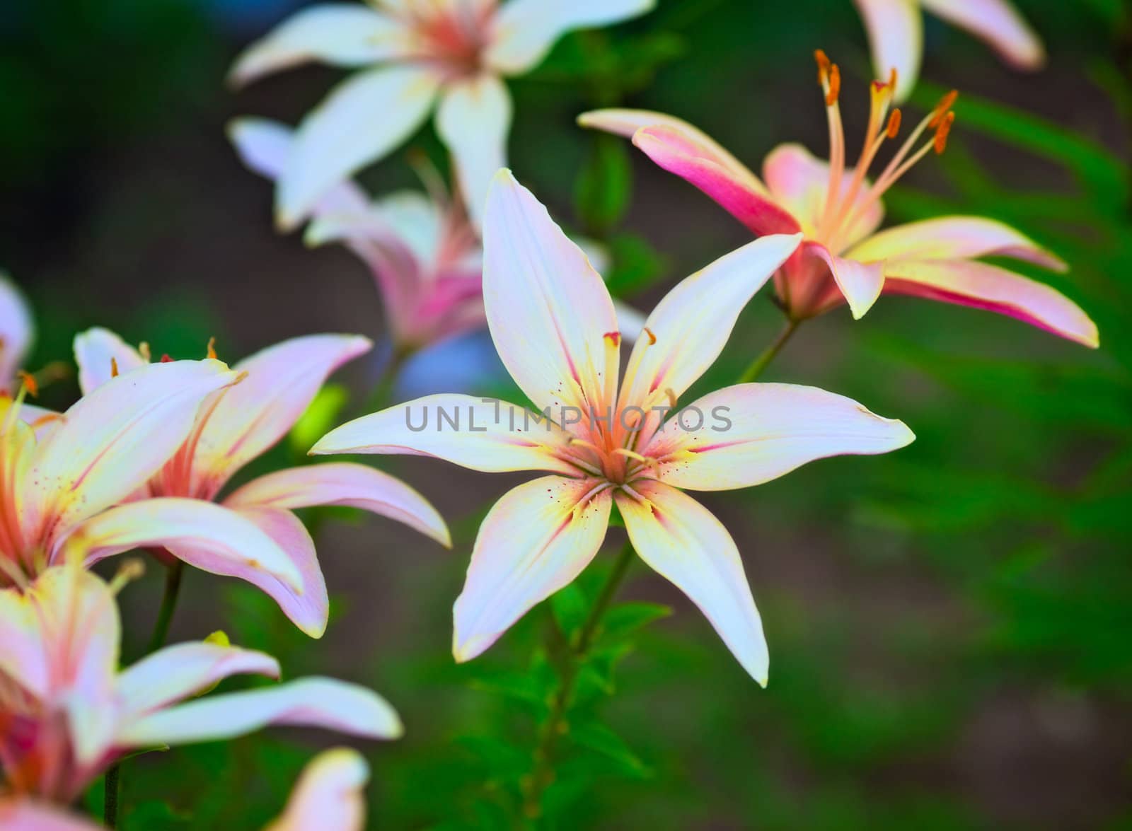 beautiful pink lilies in garden, close up