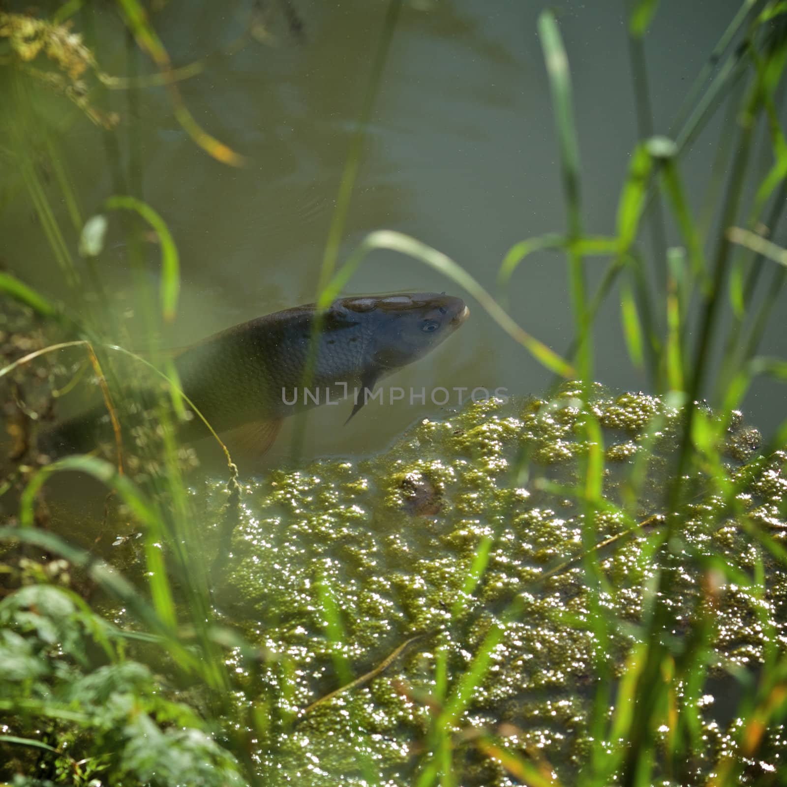 carp fish in water of small pond