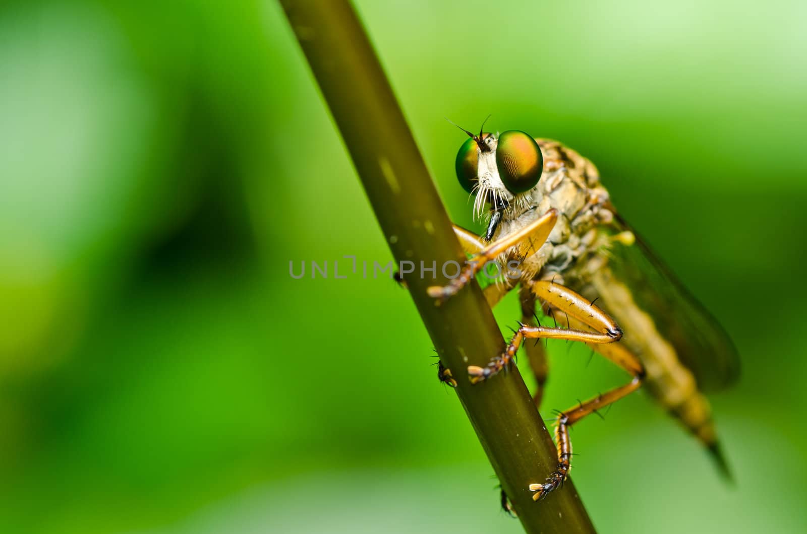 Robberfly in green nature or in the garden