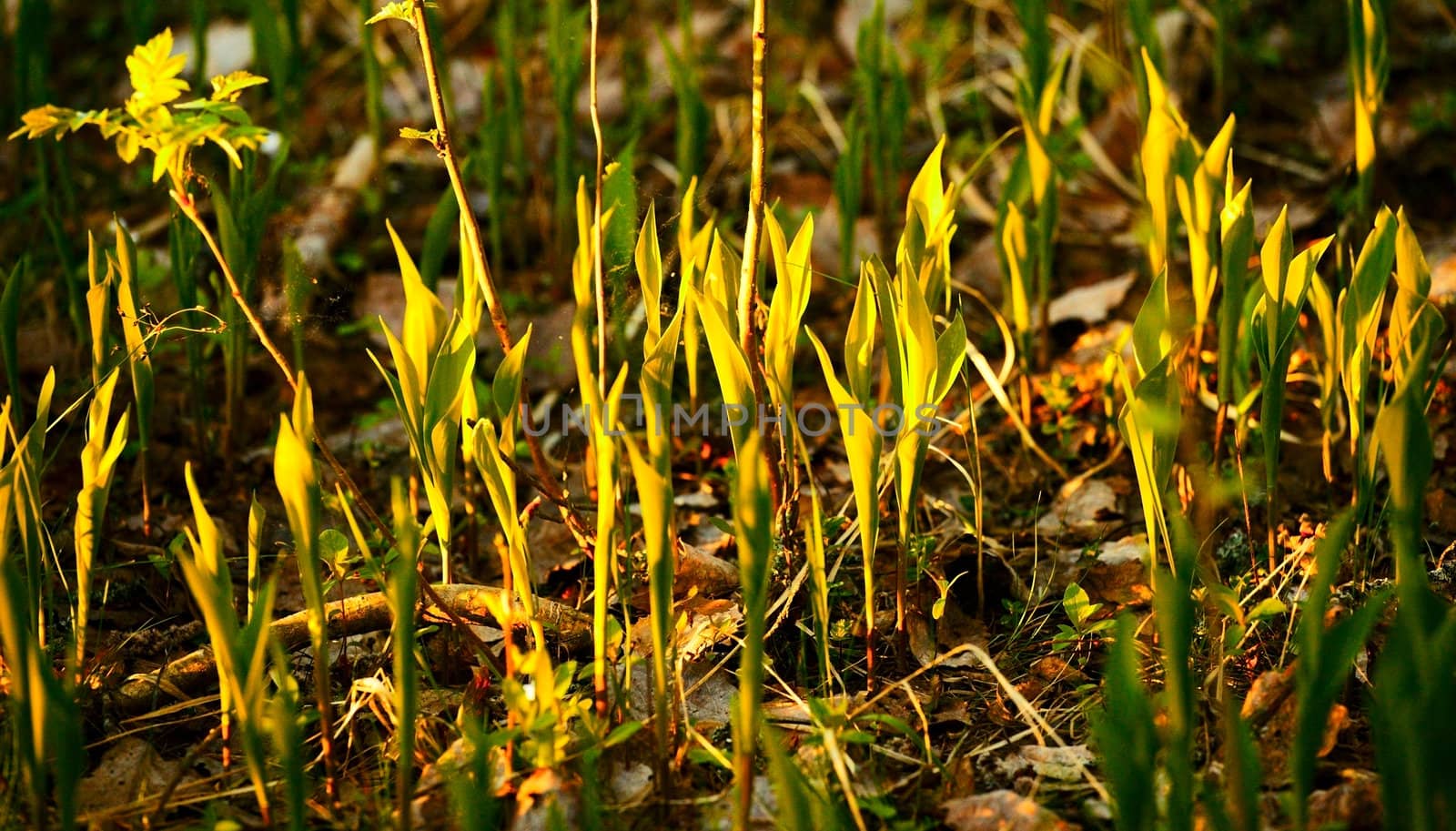 forest lilies in rays of morning sun