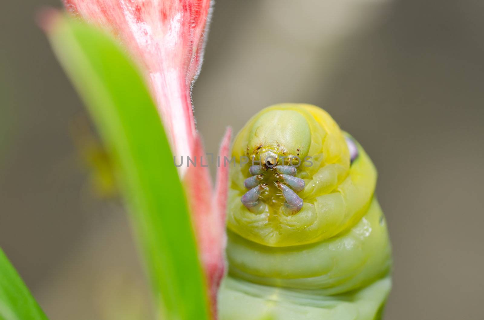 worm in green nature or in the garden