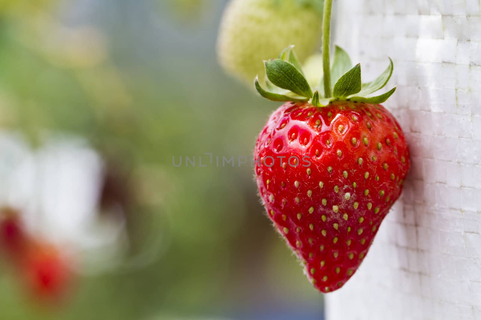 ripe strawberry close up in the farm with bokeh background