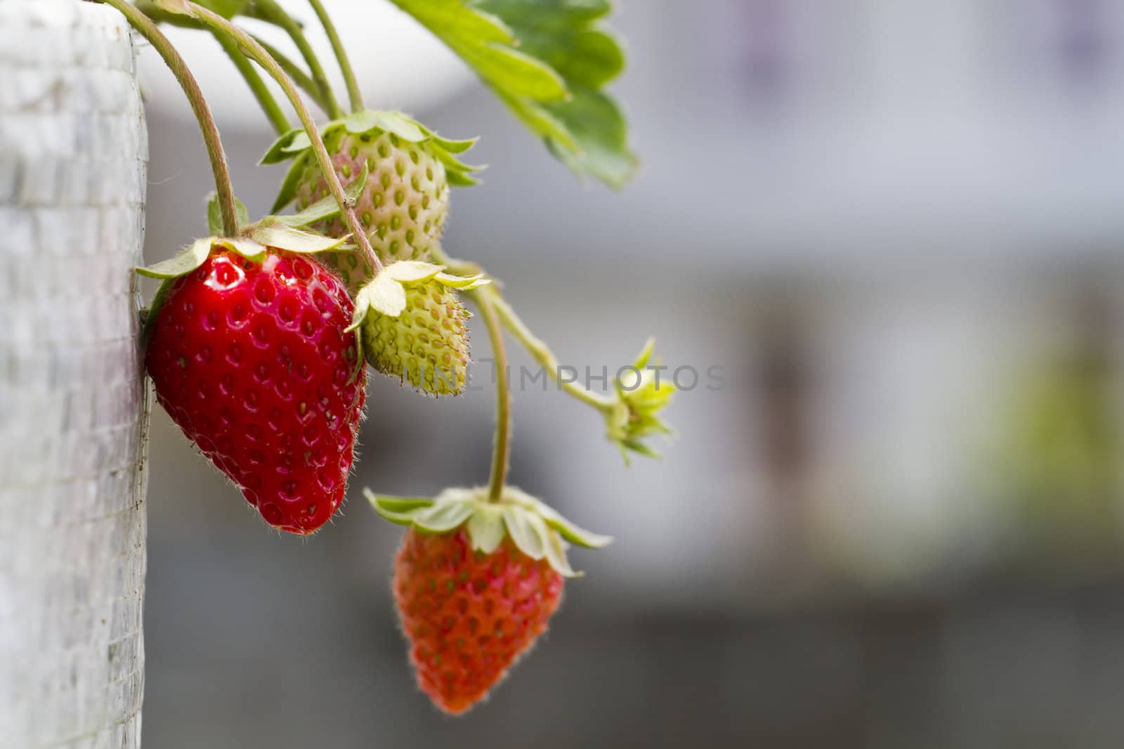 Strawberries in The Farm by azamshah72