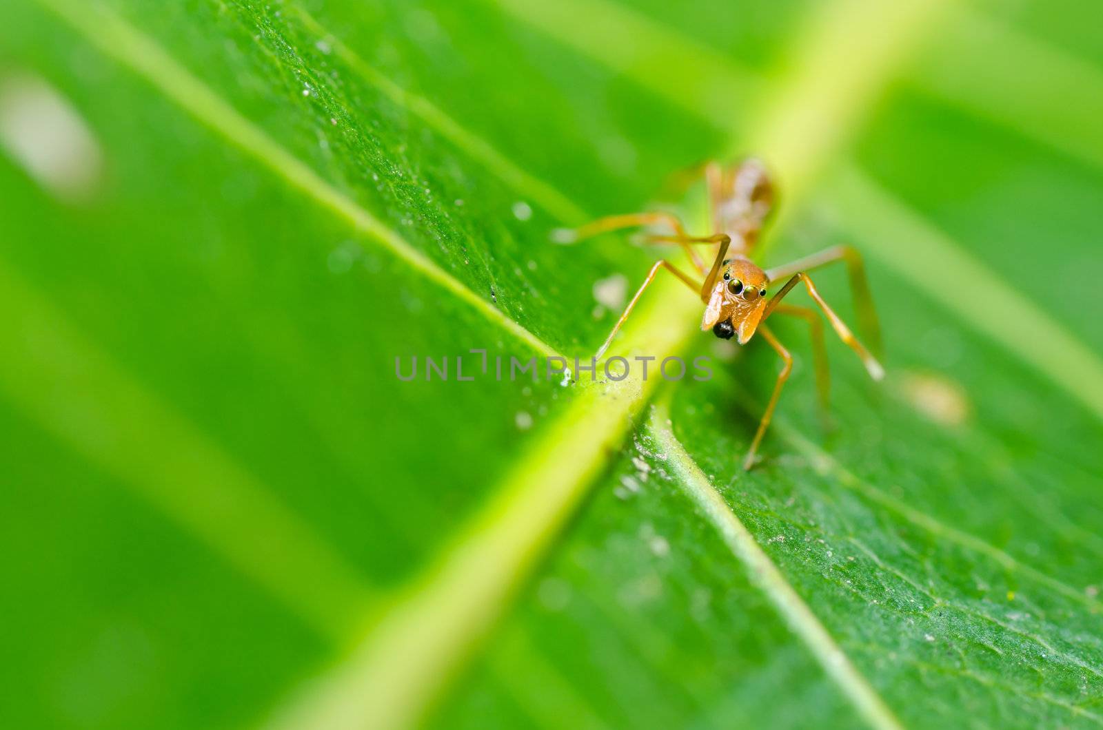 spider in nature or in the garden