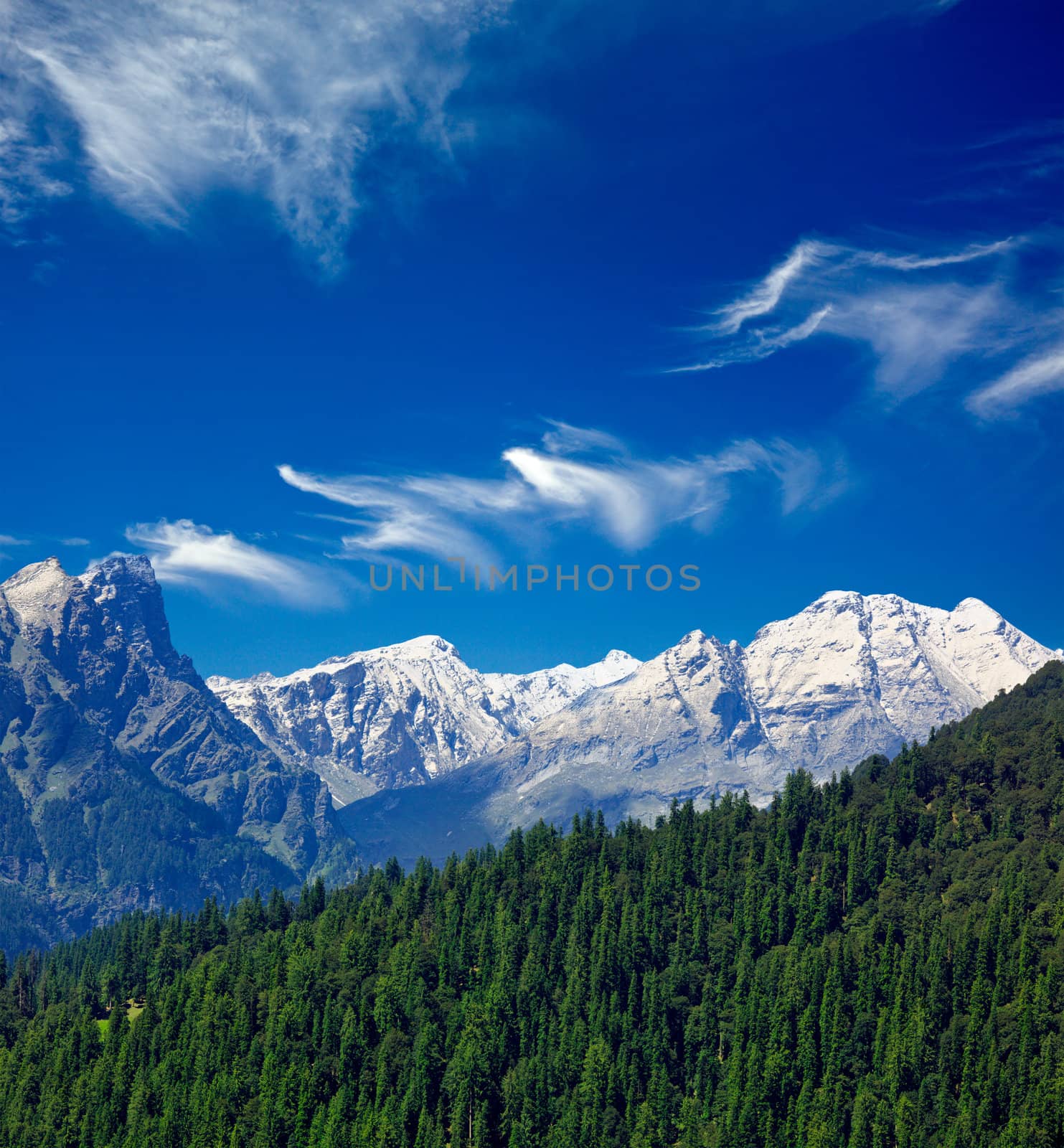 Himalayas and forest. India by dimol