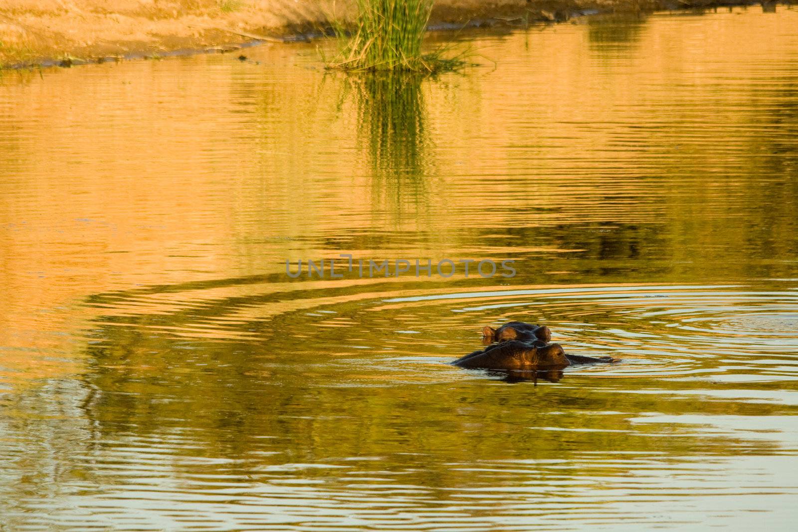 Hippos on golden pond by kobus_peche