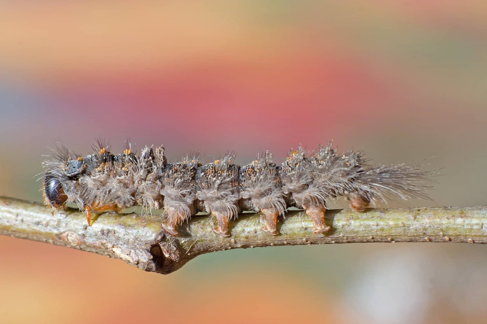Hairy caterpillar on a twig by kobus_peche
