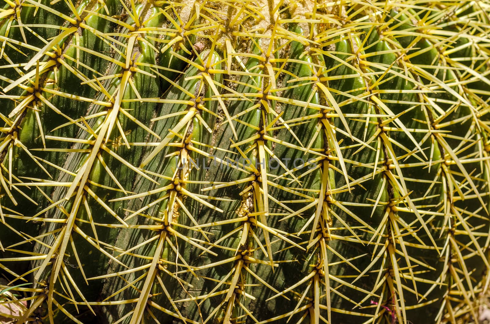 Closeup view of the prickly needles of a cactus