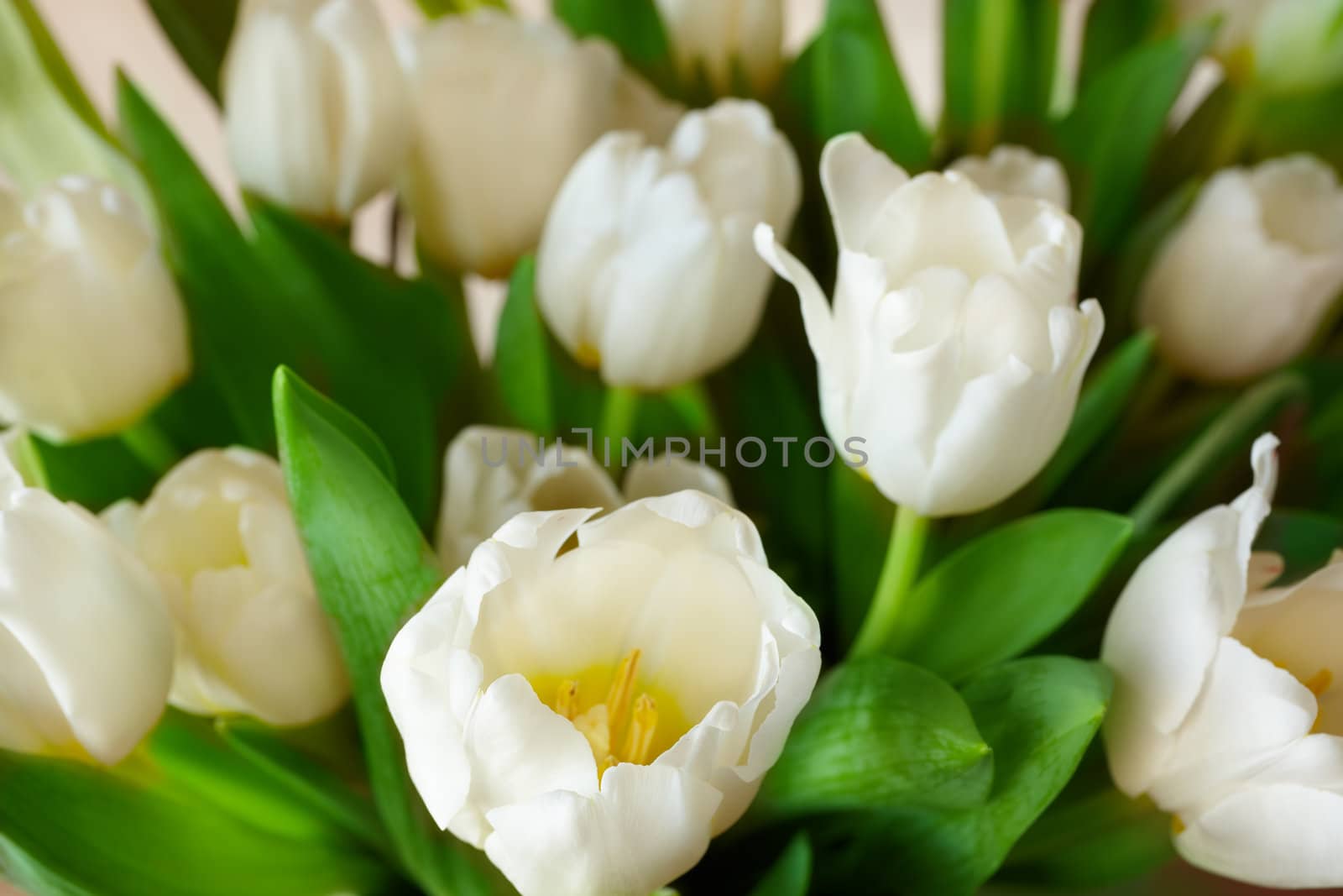 White tulips background  by Kuzma