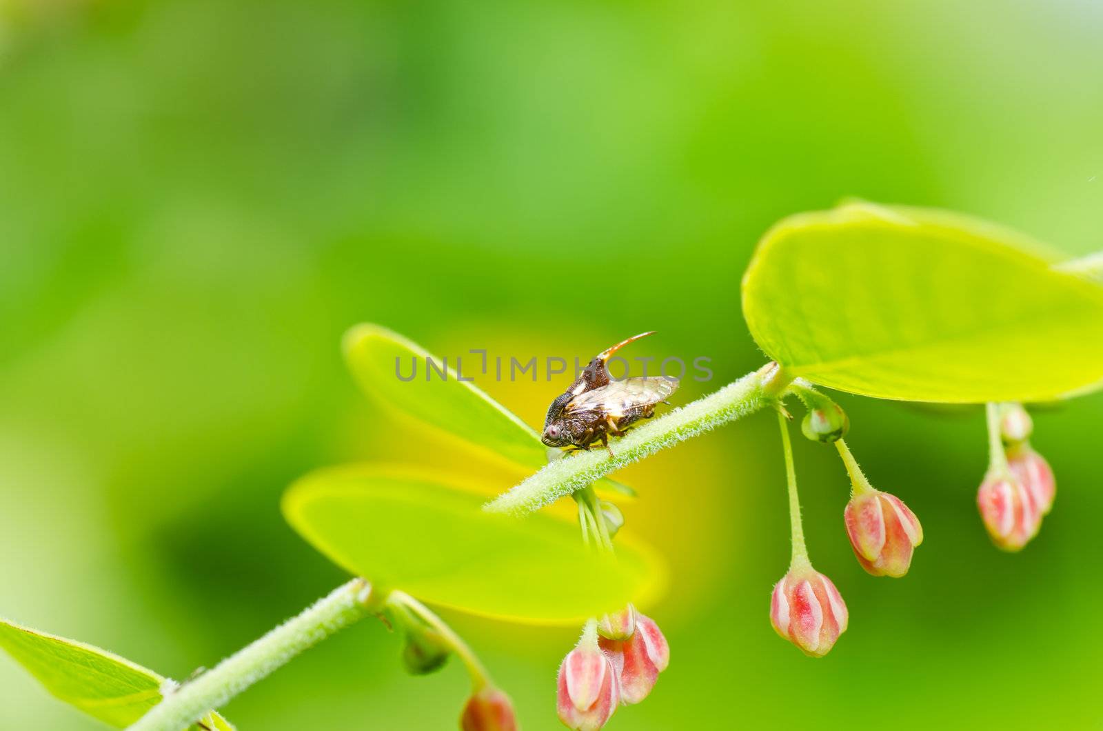 Aphid insect in green nature or in the garden