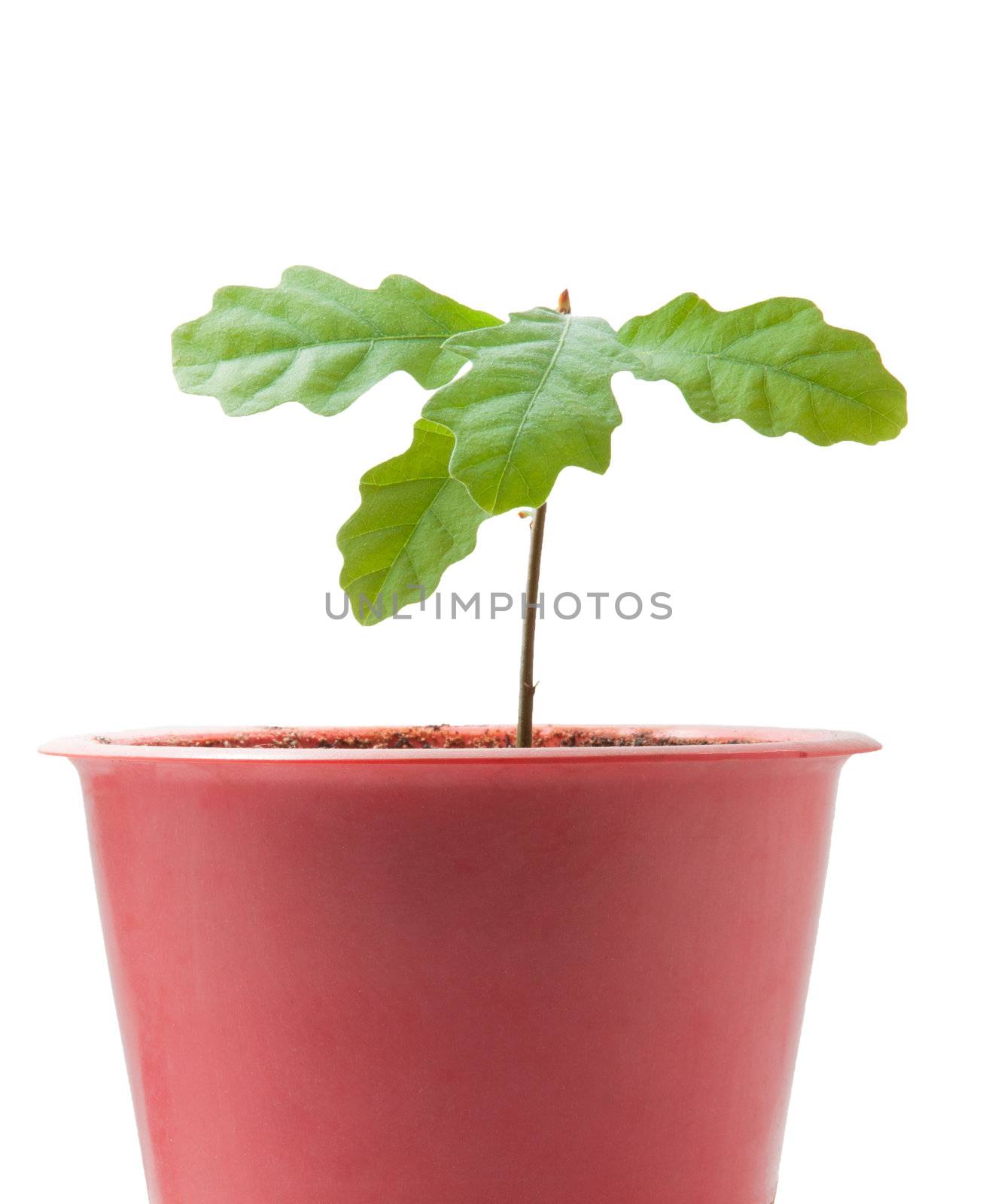 young plant isolated on the white background.