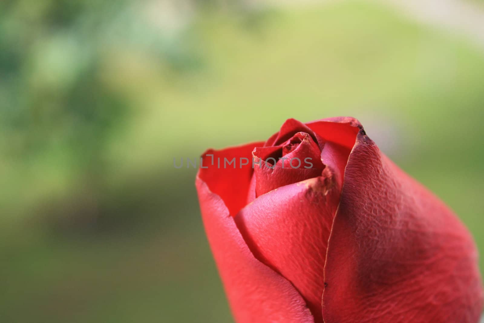 Close up of a red rose.