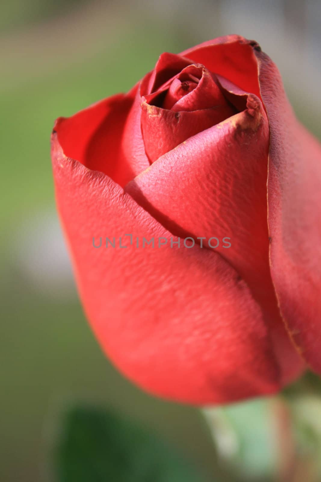 Close up of a red rose.