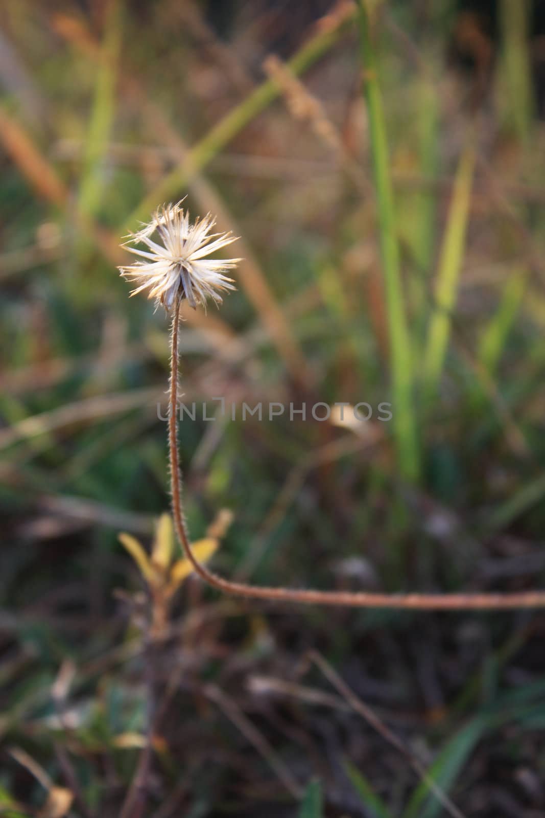 Small flower in nature which can be use as design background.