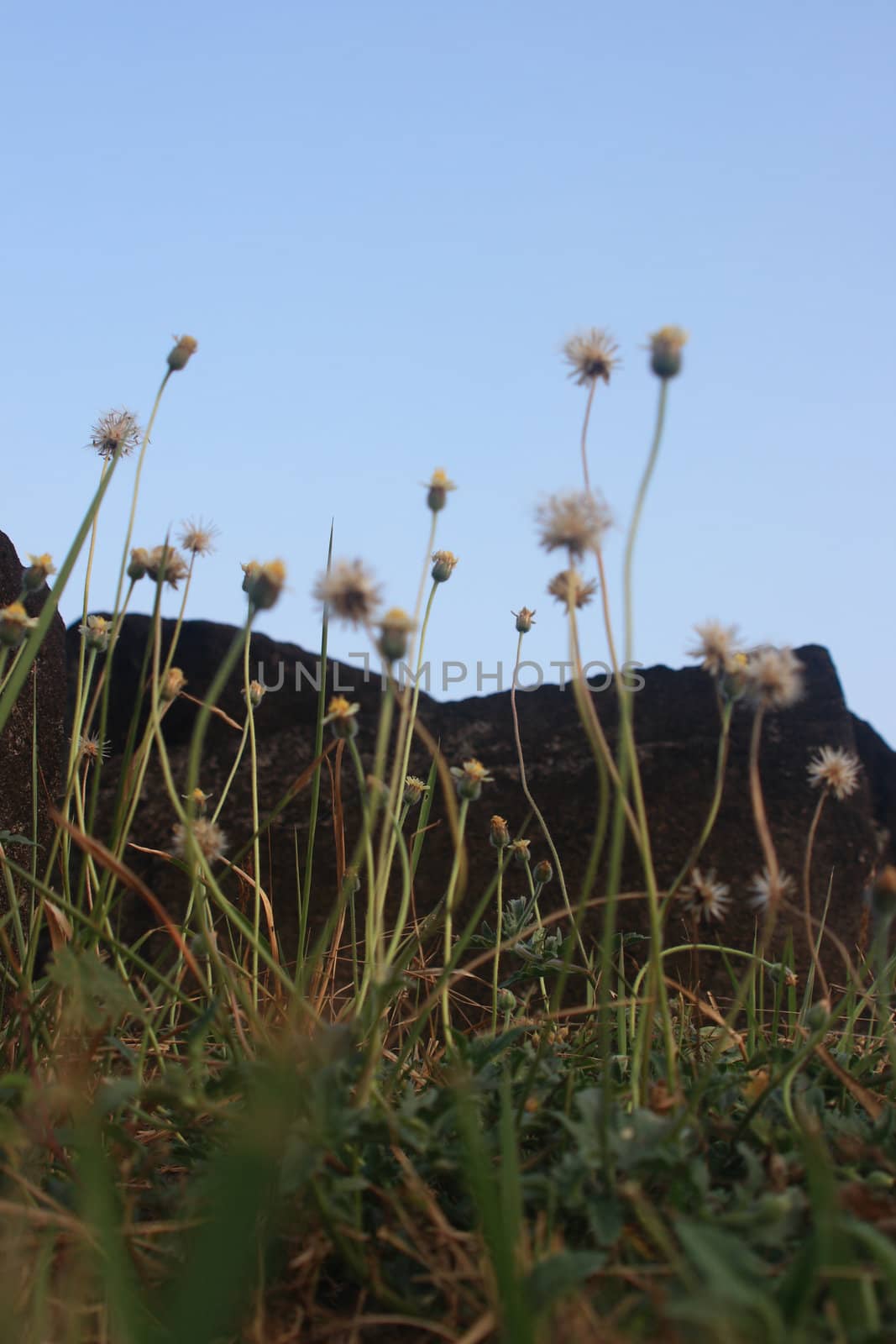 Small flower in nature which can be use as design background.