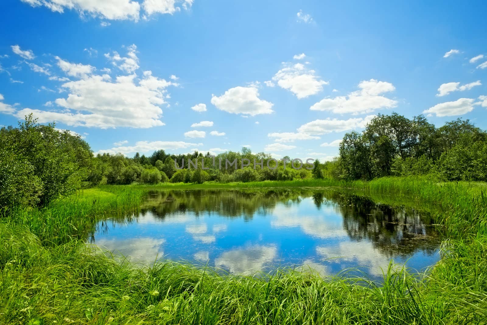 summer landscape with lake at sunny day