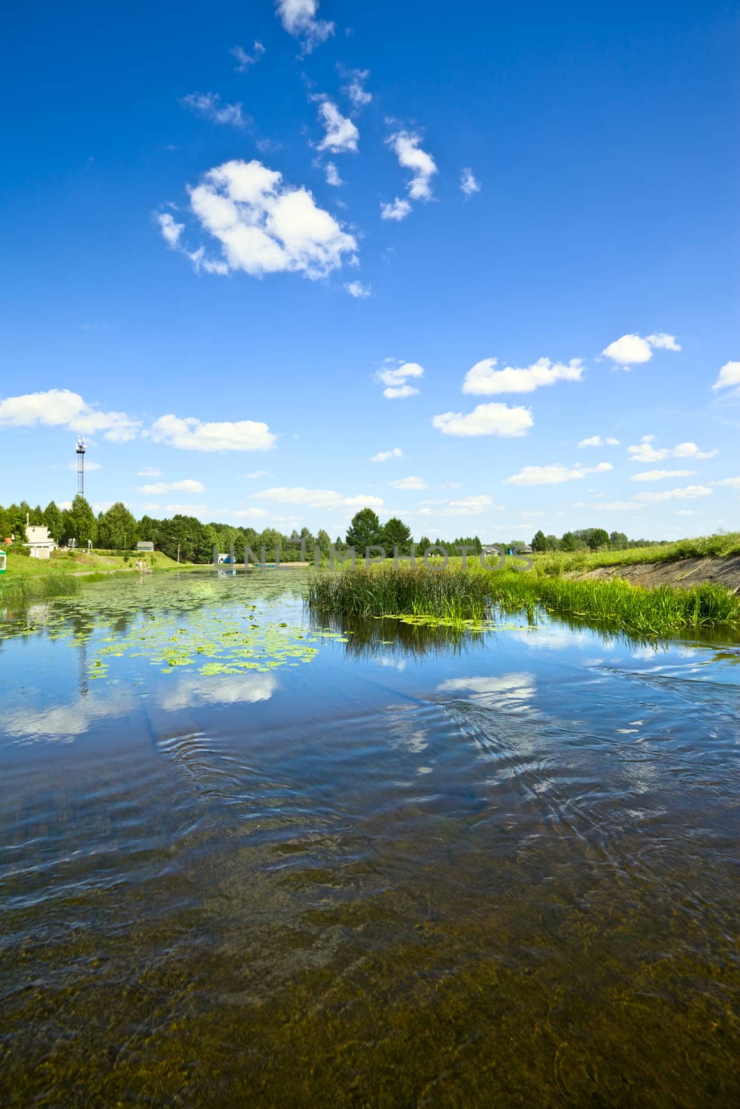 summer landscape with water lilies on lake