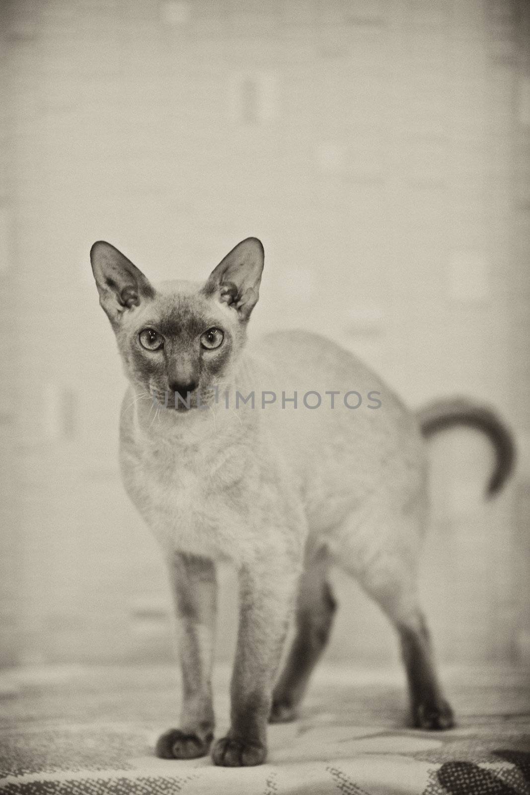 cute hairless oriental cat standing in hunting pose, peterbald