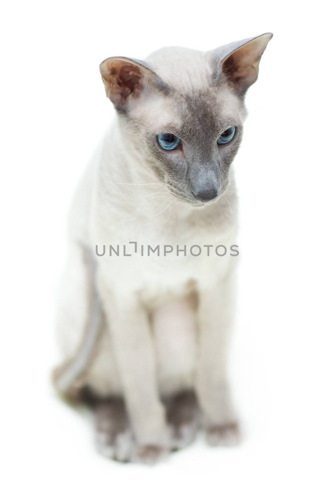 Hairless Cat by petr_malyshev