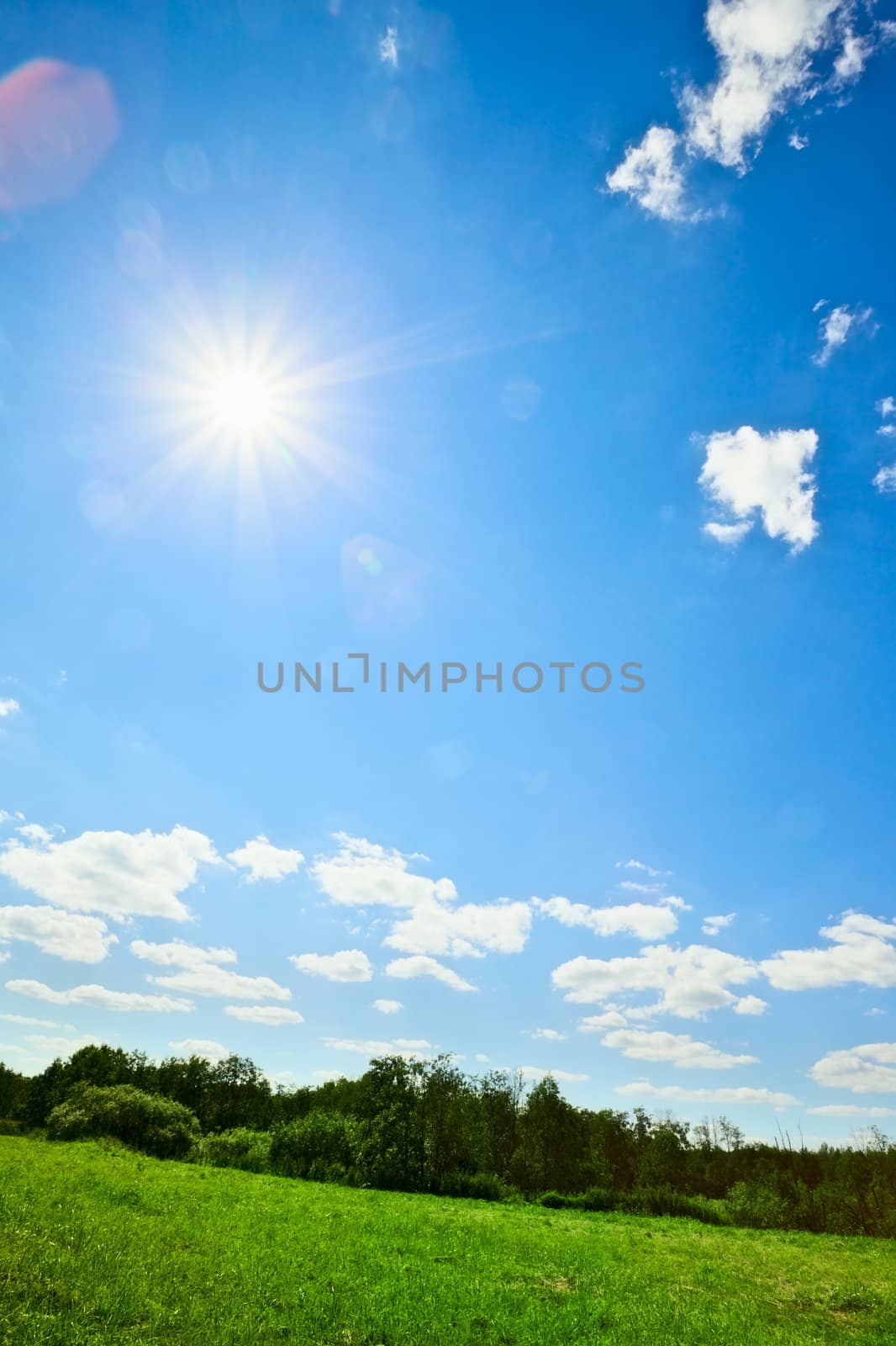 summer landscape with green field and sun