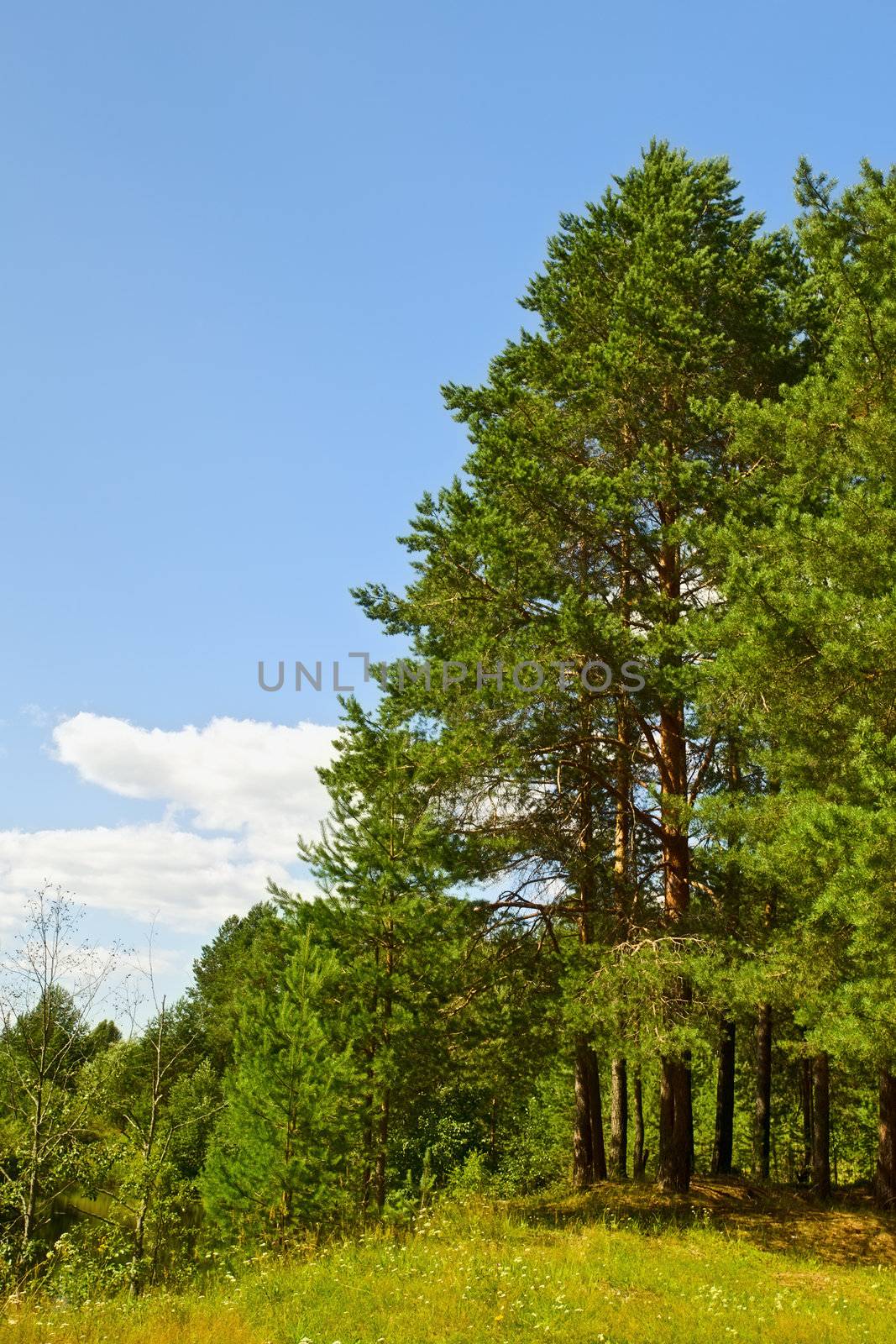 beautiful pine forest at sunny summer day