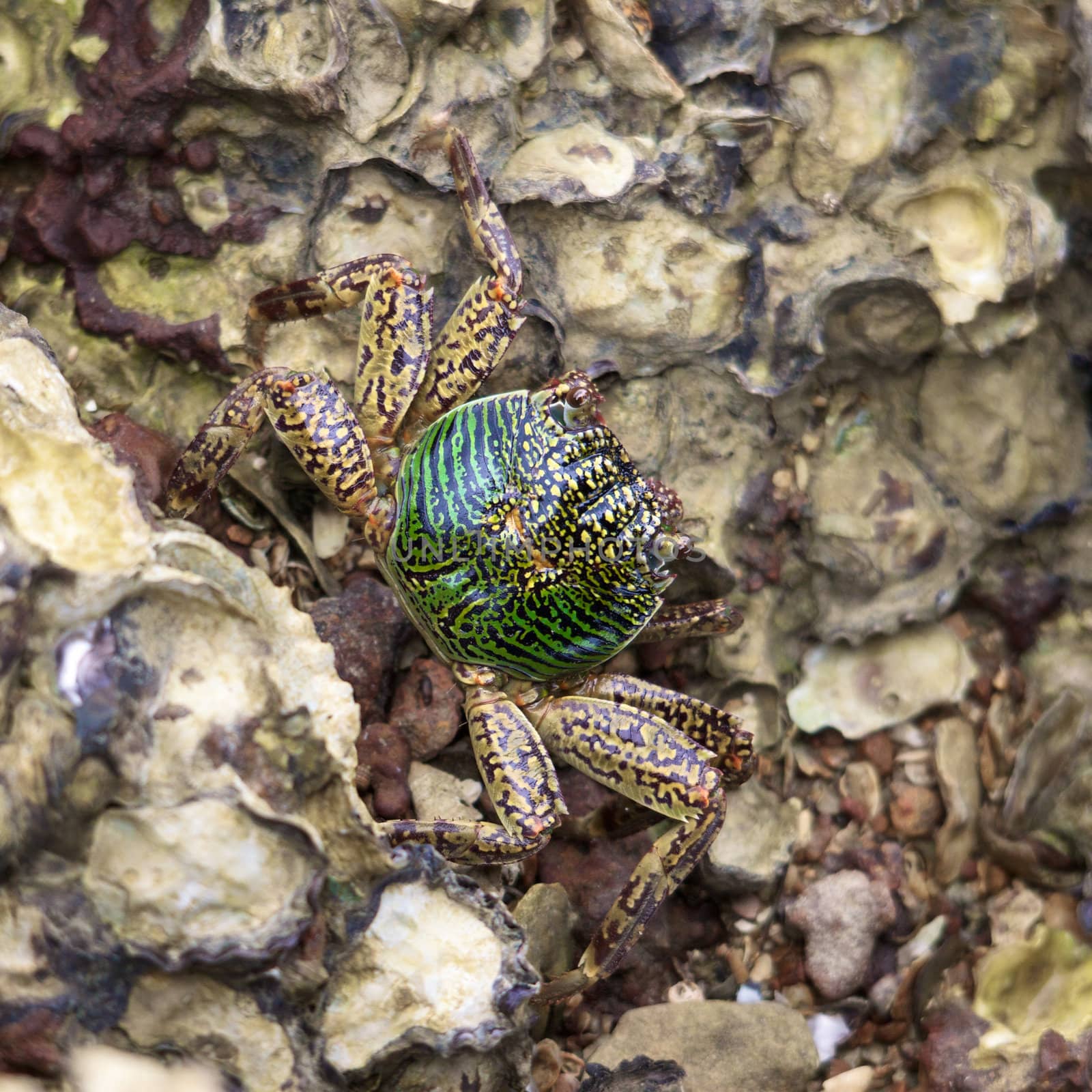 green crab sitting on stone, close up