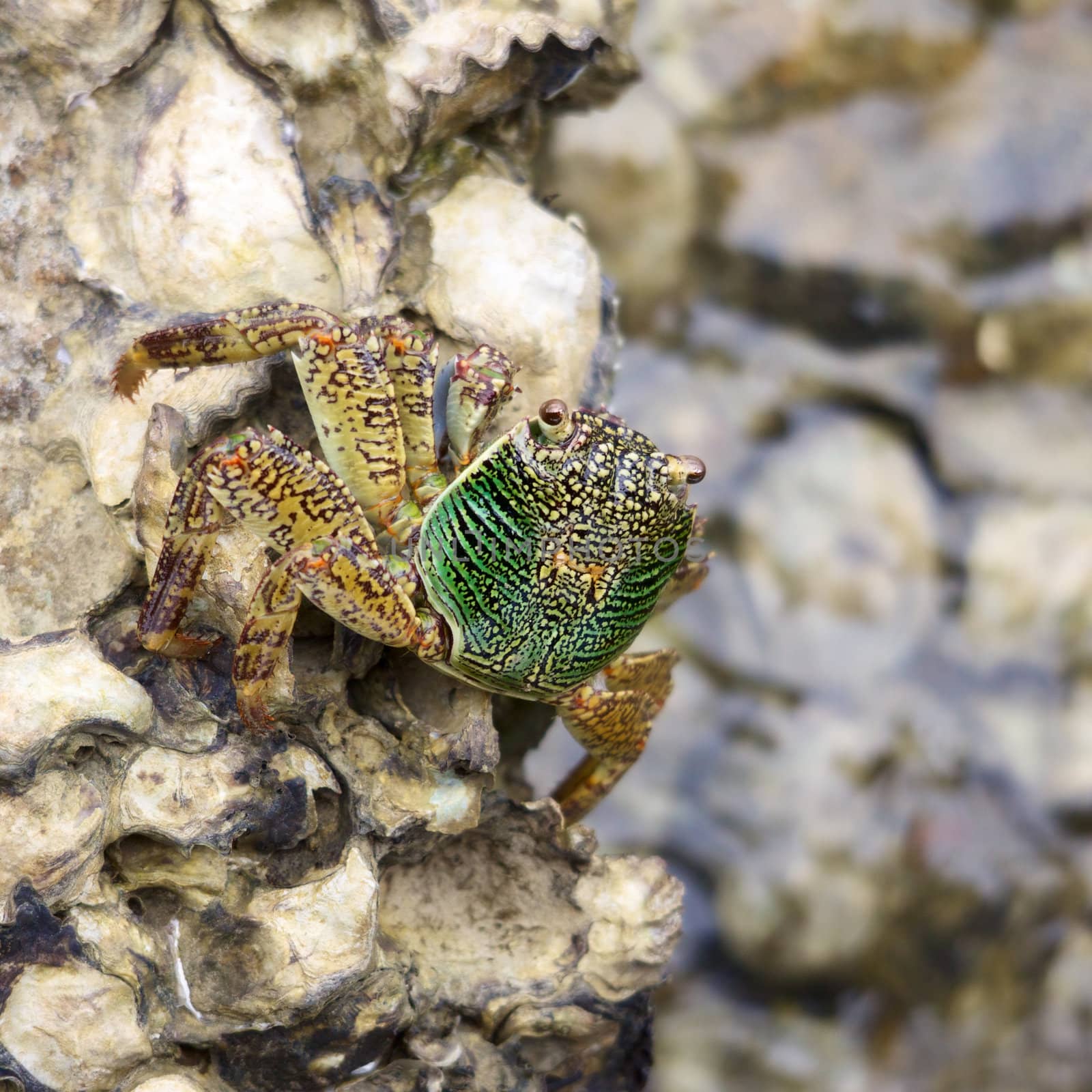 green crab sitting on stone, close up