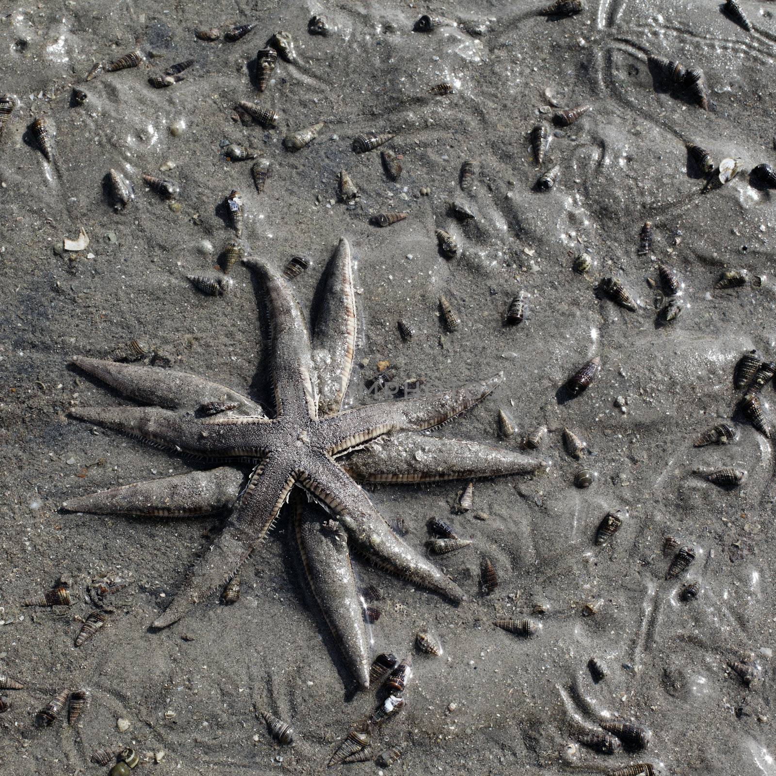Two Starfishes by petr_malyshev