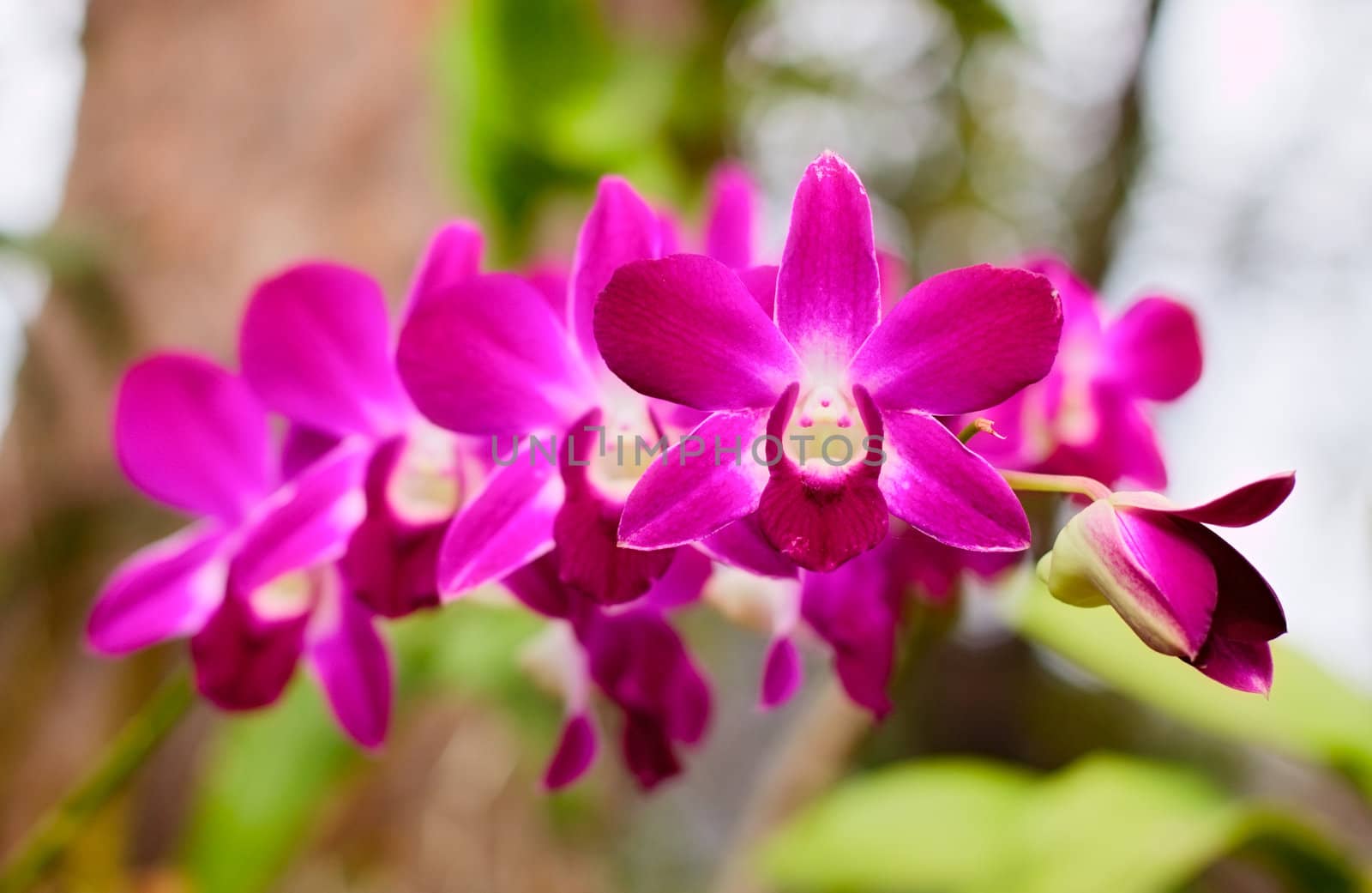 Purple Orchid by petr_malyshev