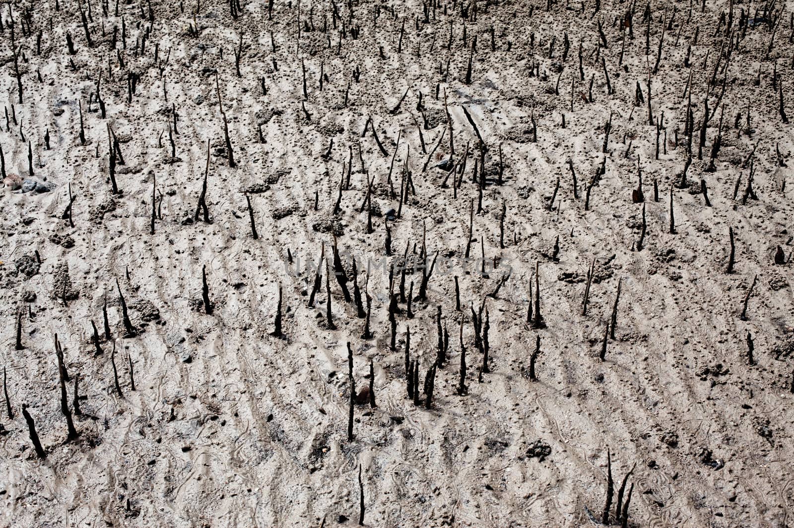 mangrove swamp close up, Andaman Shore, Thailand