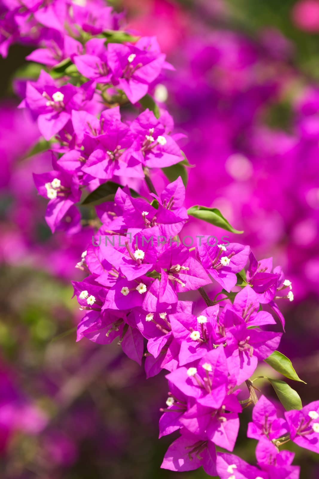 pink bougainvillea flowers, at sunny day, background