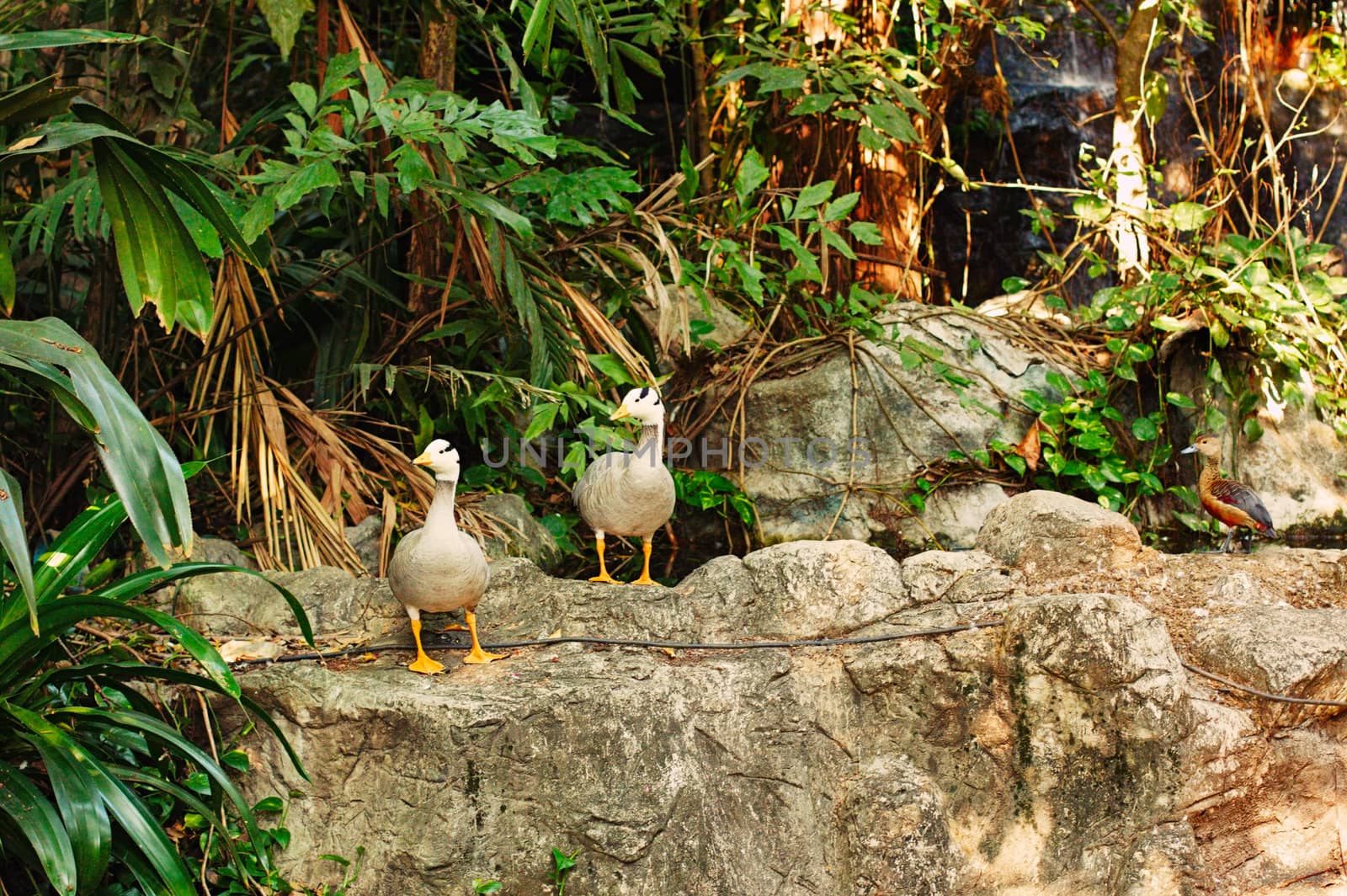 Two Ducks by petr_malyshev